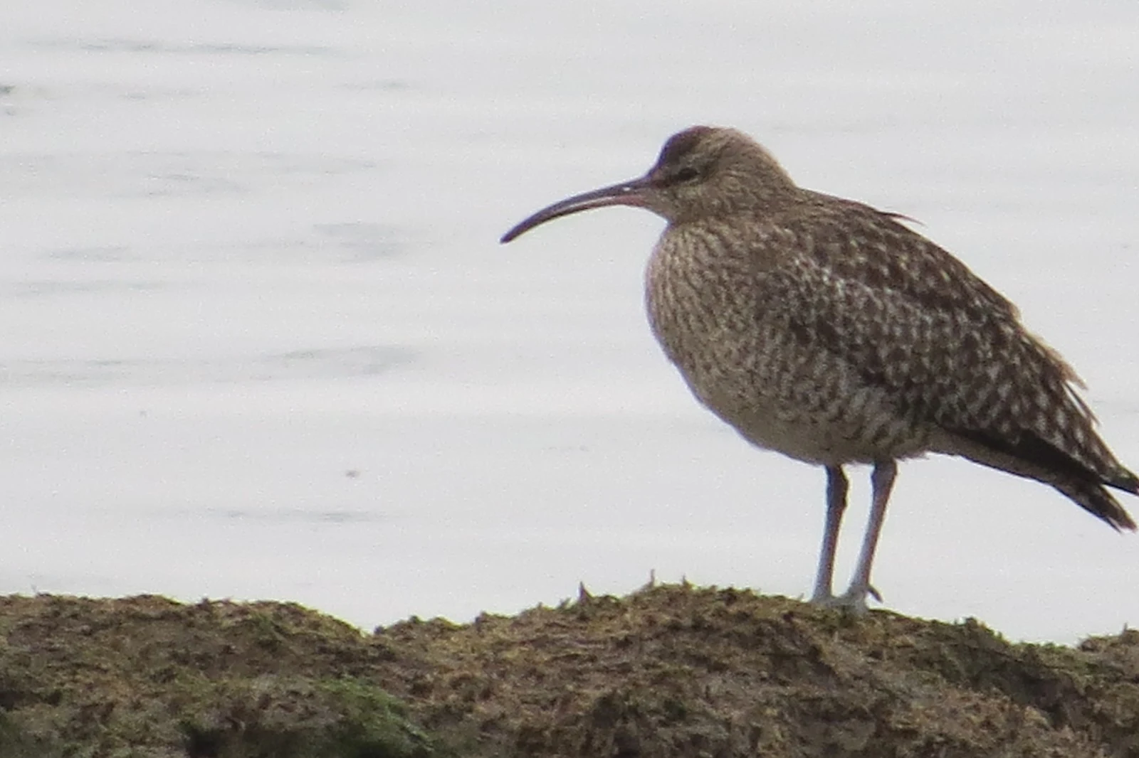Whimbrel, Eling Great Marsh, Hampshire, UK — photo by Adam Prugel-Bennett