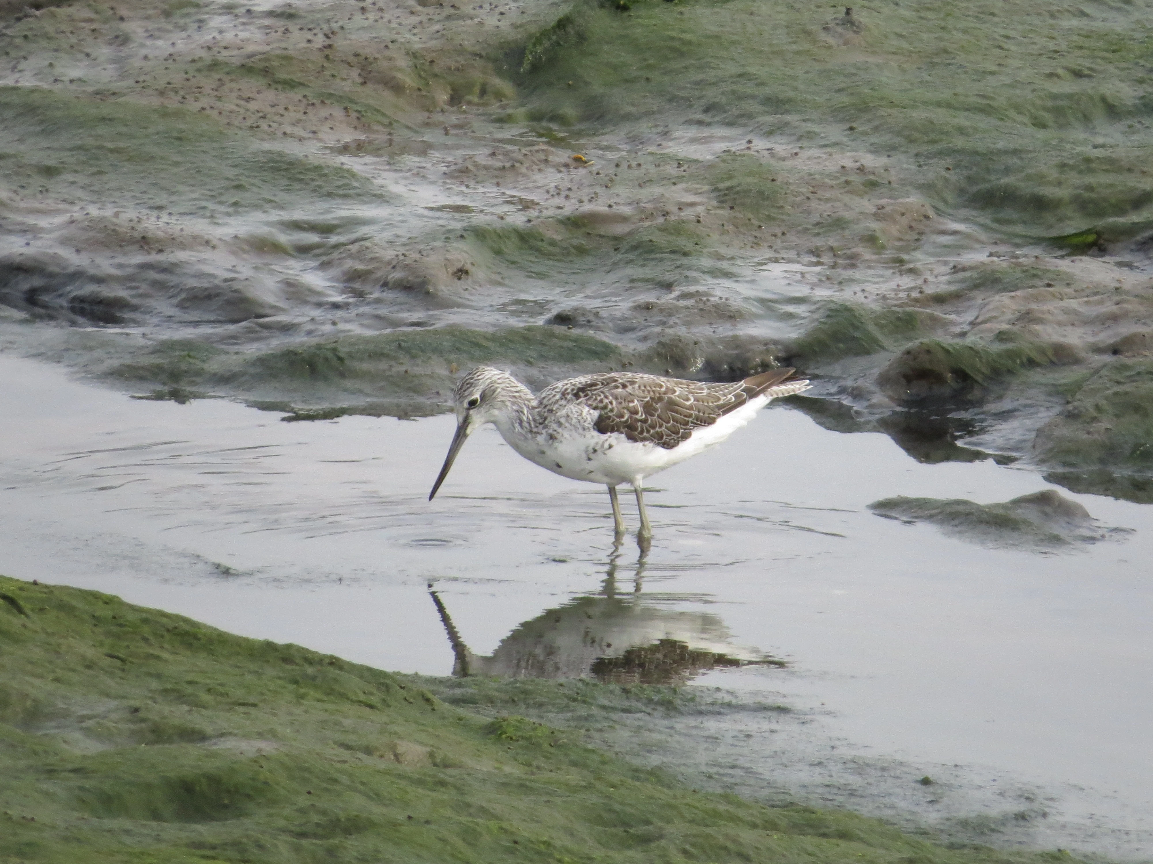 Greenshank, Weymouth, Dorset, UK — photo by Adam Prugel-Bennett
