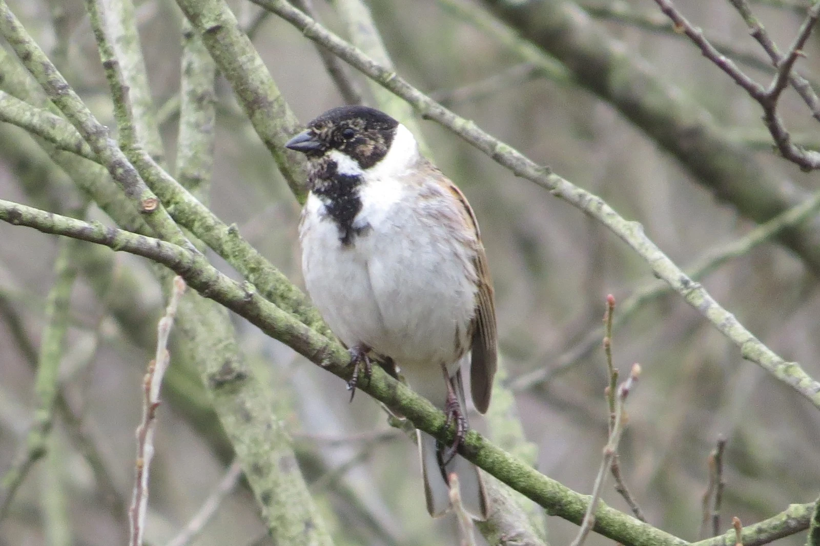 Reed Bunting, UK — photo by Adam Prugel-Bennett