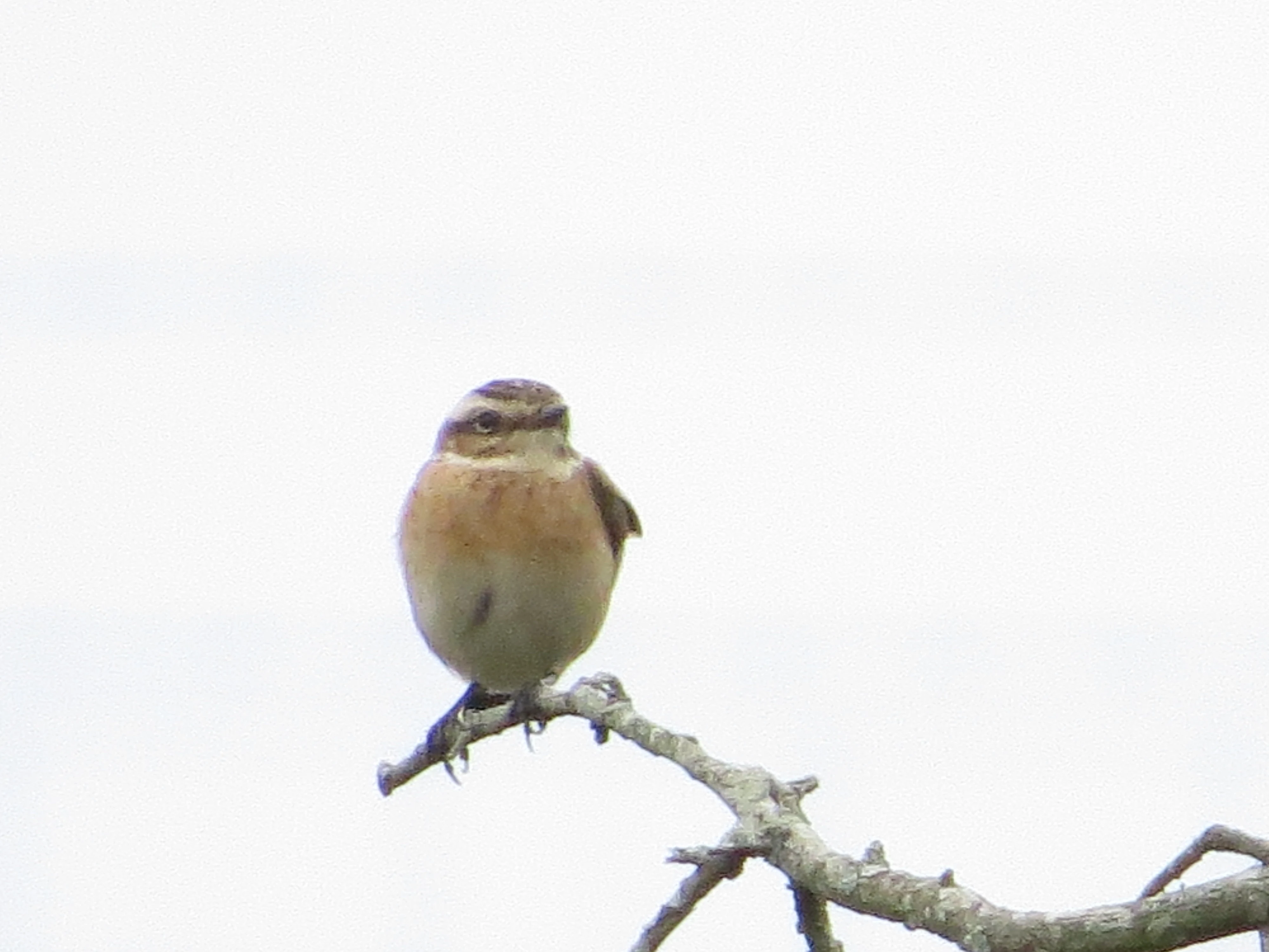 Winchat, Portland, Weymouth, Dorset, UK — photo by Adam Prugel-Bennett