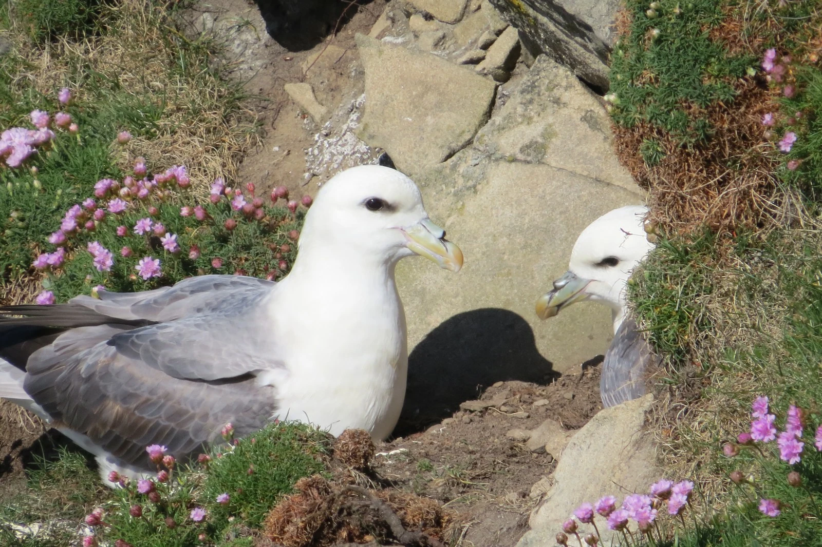 Northern Fulmar, UK — photo by Adam Prugel-Bennett