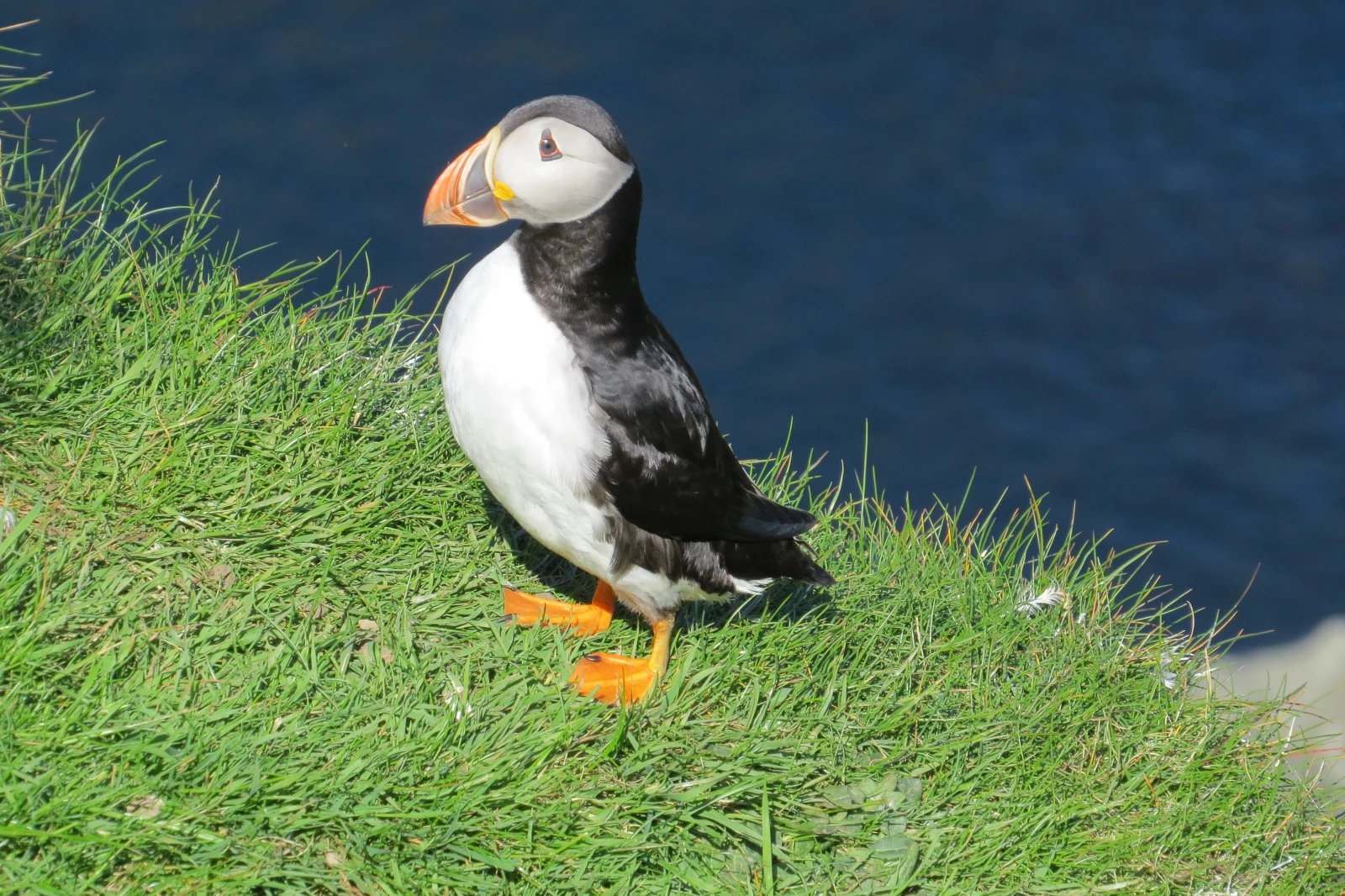 Atlantic Puffin, UK — photo by Adam Prugel-Bennett