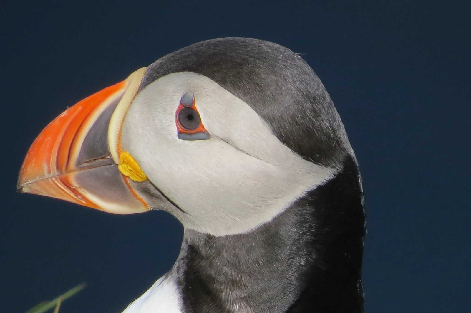 Atlantic Puffin, UK — photo by Adam Prugel-Bennett