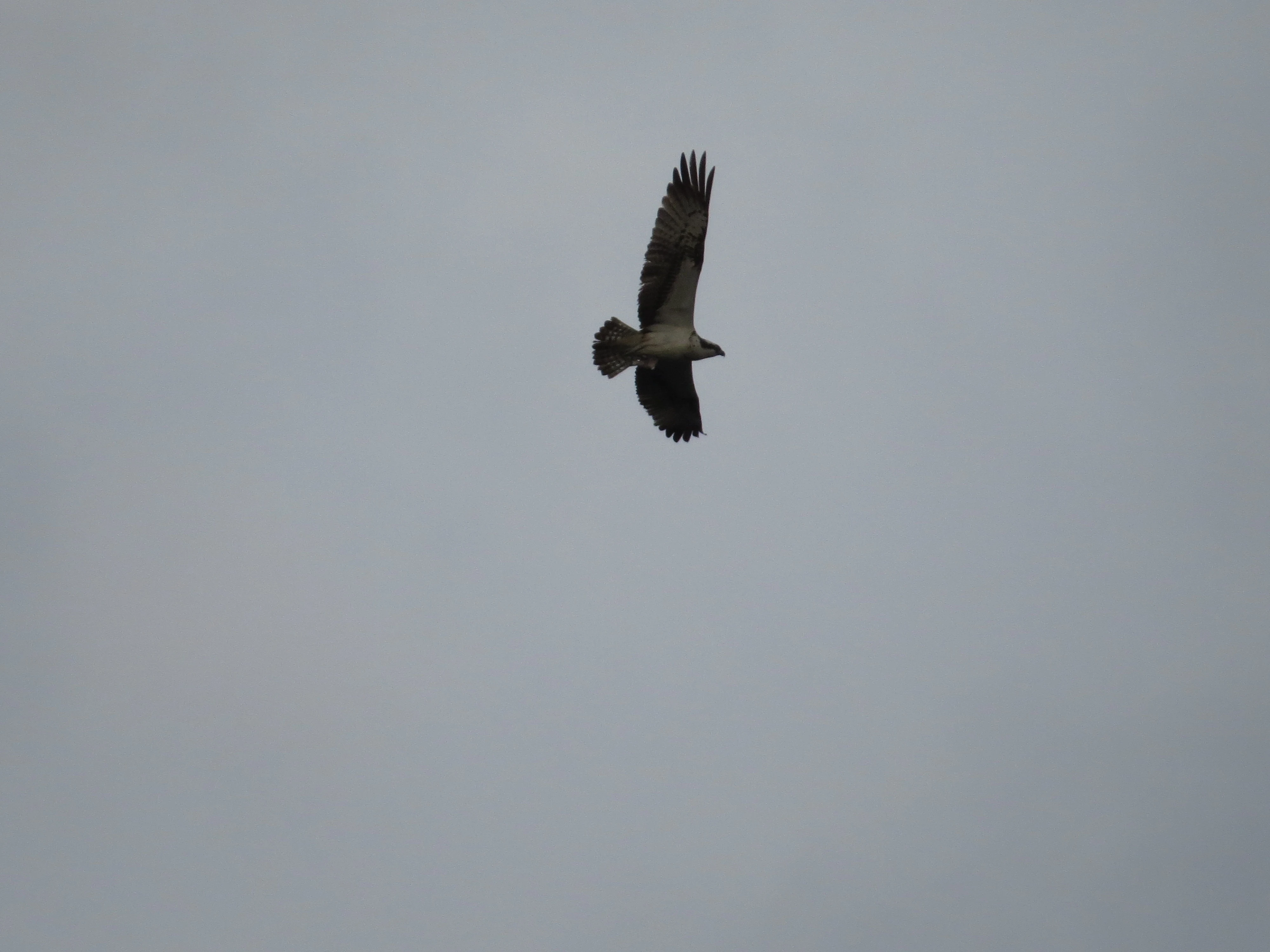 Osprey, Eling Great Marsh, Totton, New Forest, UK — photo by Adam Prugel-Bennett