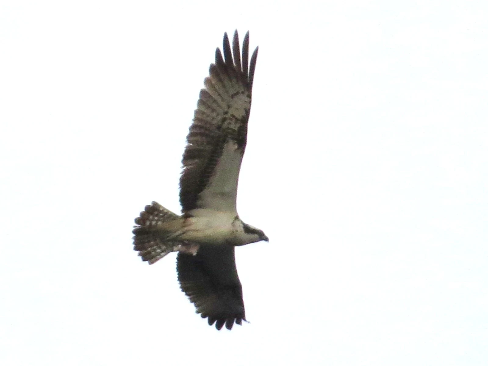 Osprey, Eling Great Marsh, Hampshire, UK — photo by Adam Prugel-Bennett