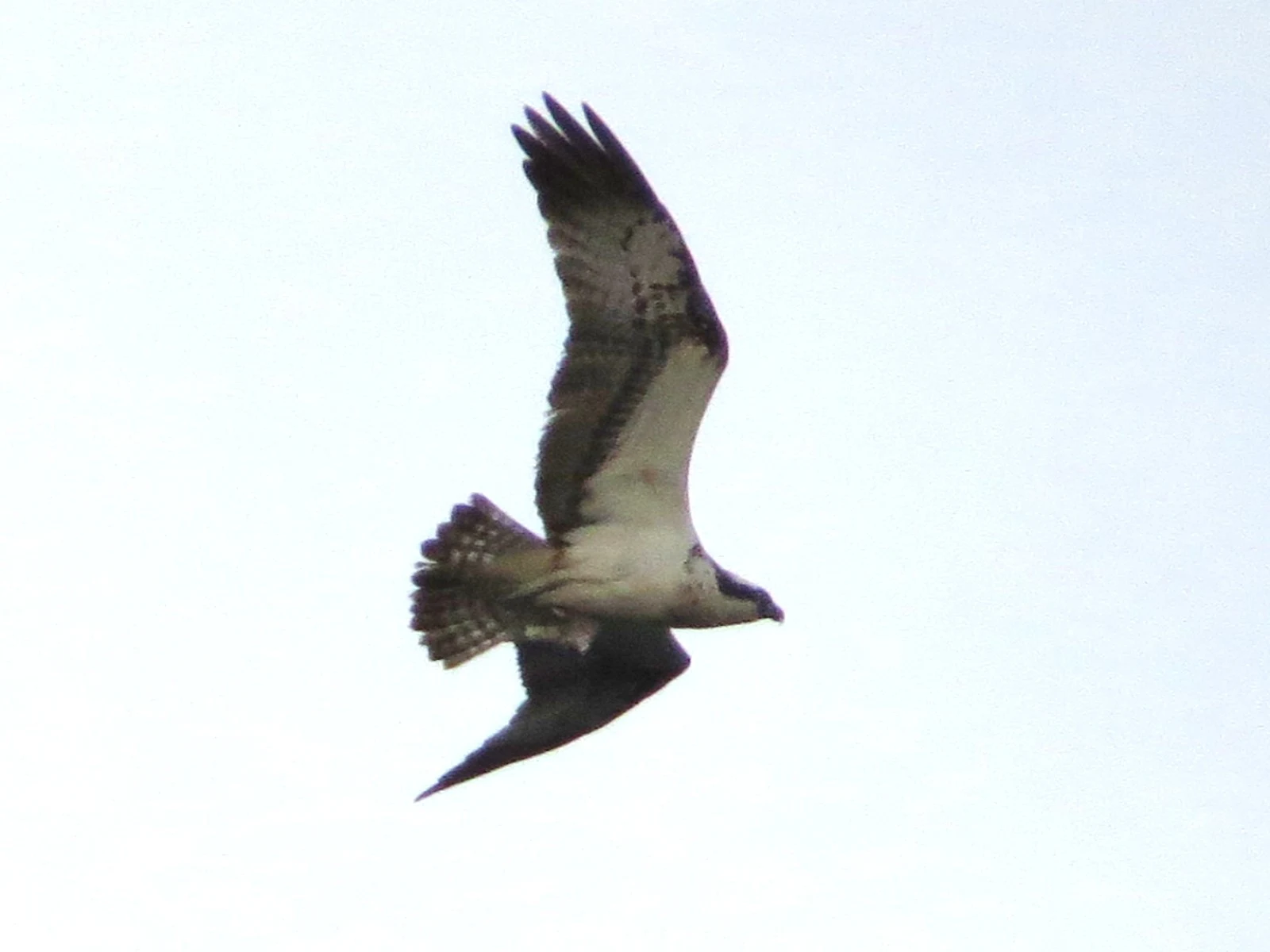 Osprey, Eling Great Marsh, Hampshire, UK — photo by Adam Prugel-Bennett
