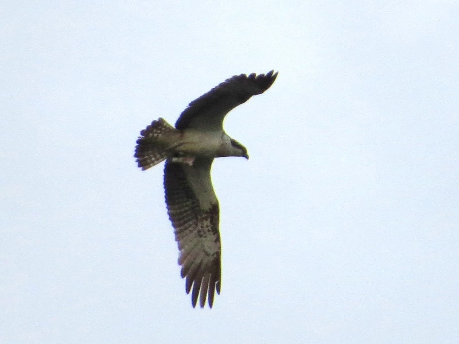 Osprey, Eling Great Marsh, Hampshire, UK — photo by Adam Prugel-Bennett