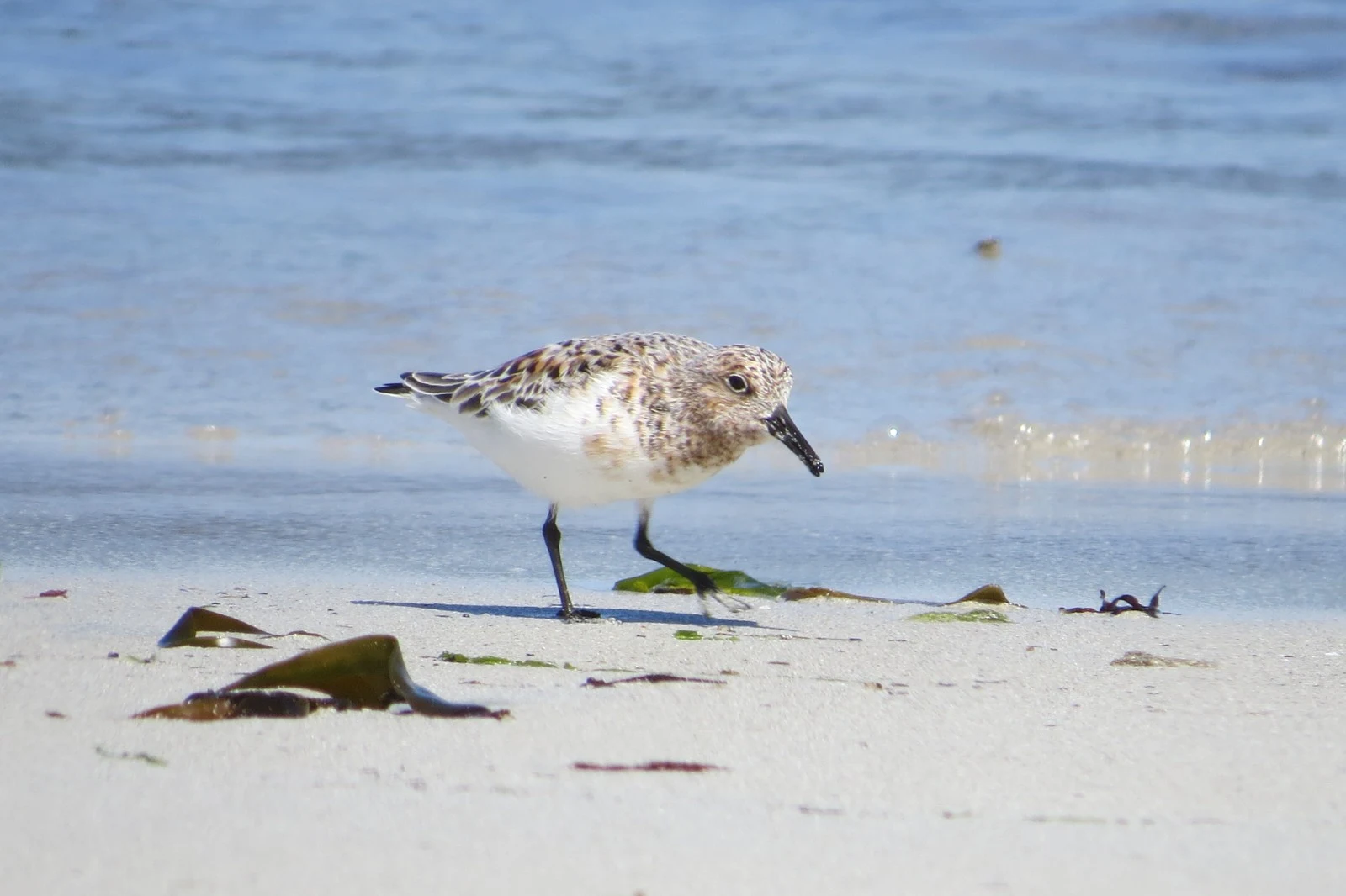 Sanderling, Hampshire, UK — photo by Adam Prugel-Bennett