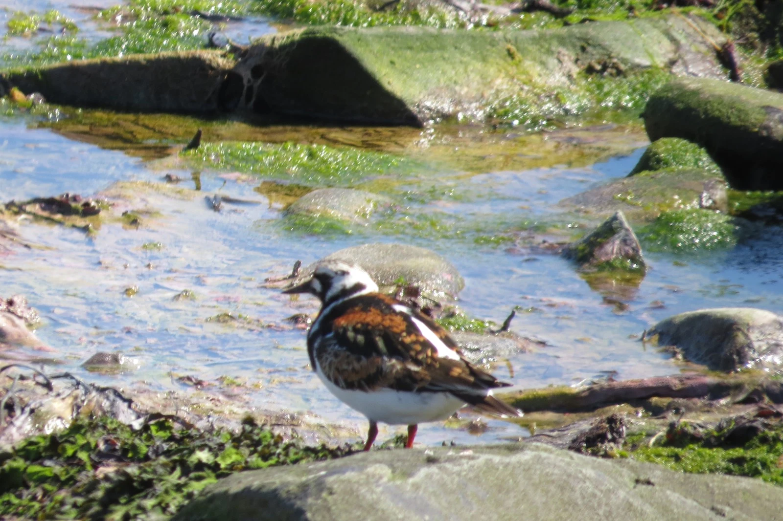 Ruddy Turnstone, Hampshire, UK — photo by Adam Prugel-Bennett