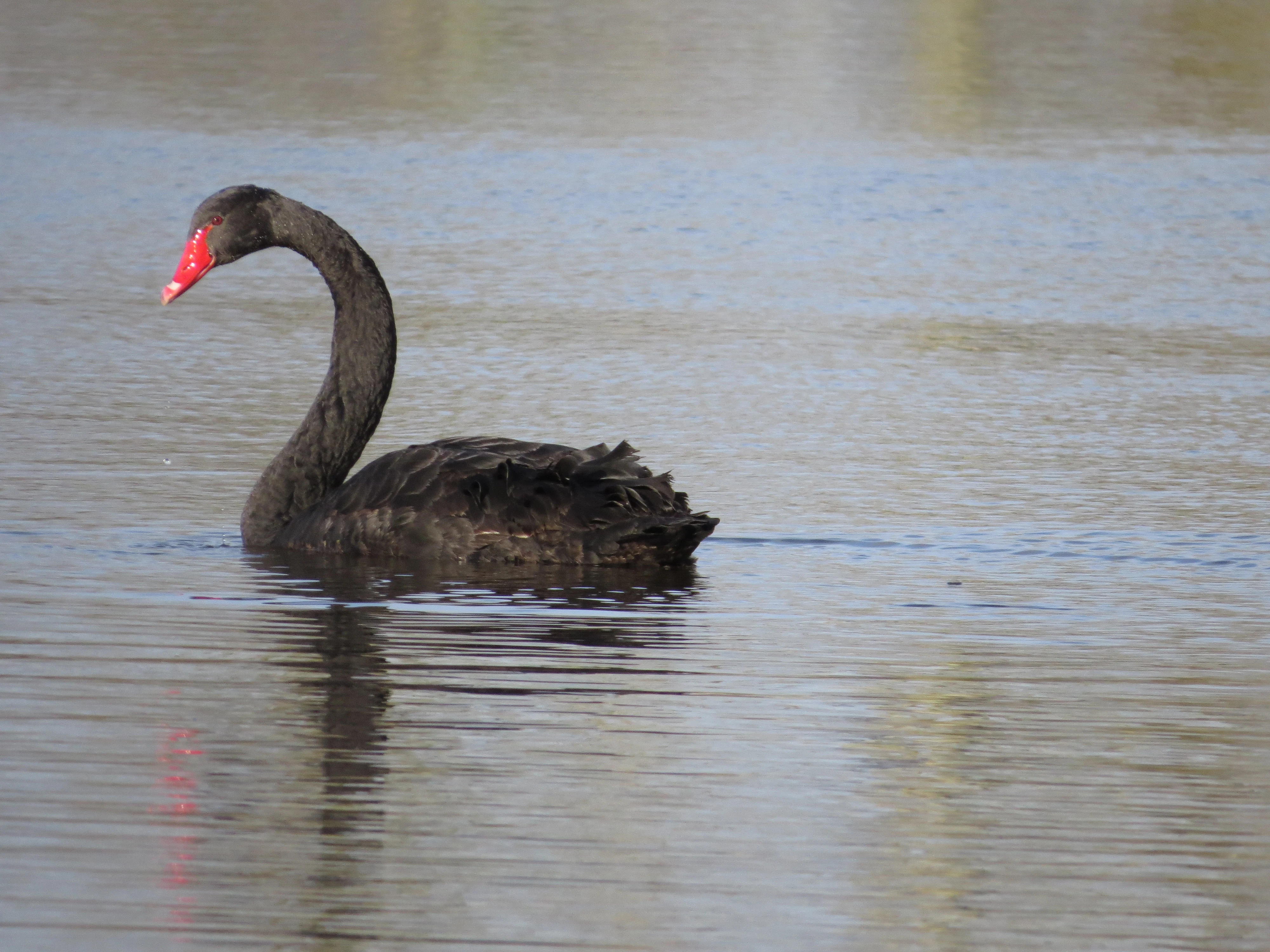 Black Swan, Testwood Lakes, Totton, New Forest, UK — photo by Adam Prugel-Bennett