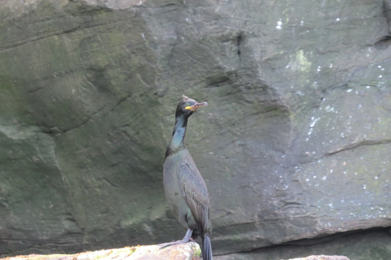 European Shag, Hampshire, UK — photo by Adam Prugel-Bennett