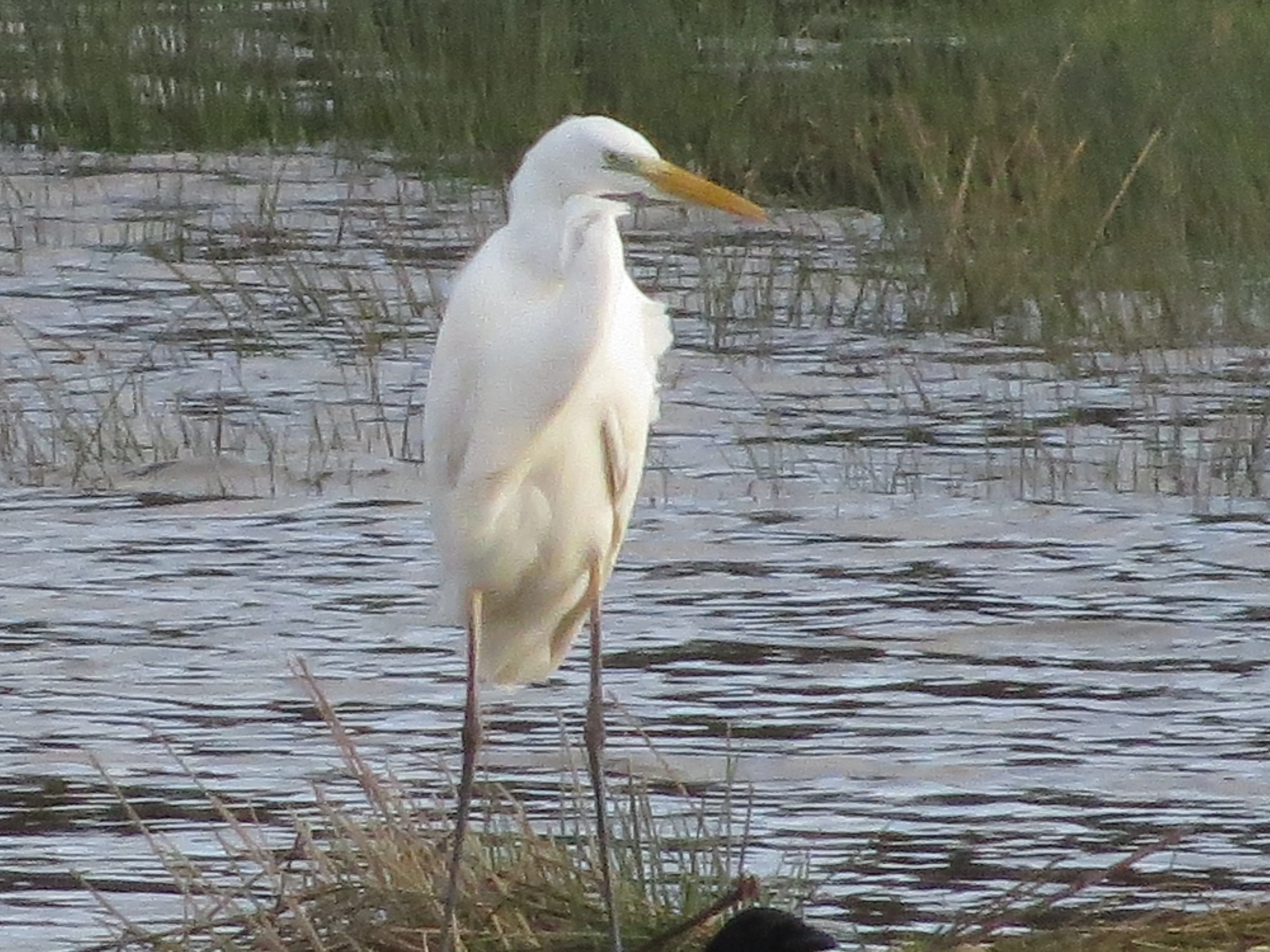 Great White Egret, Testwood Lakes, Totton, New Forest, UK — photo by Adam Prugel-Bennett