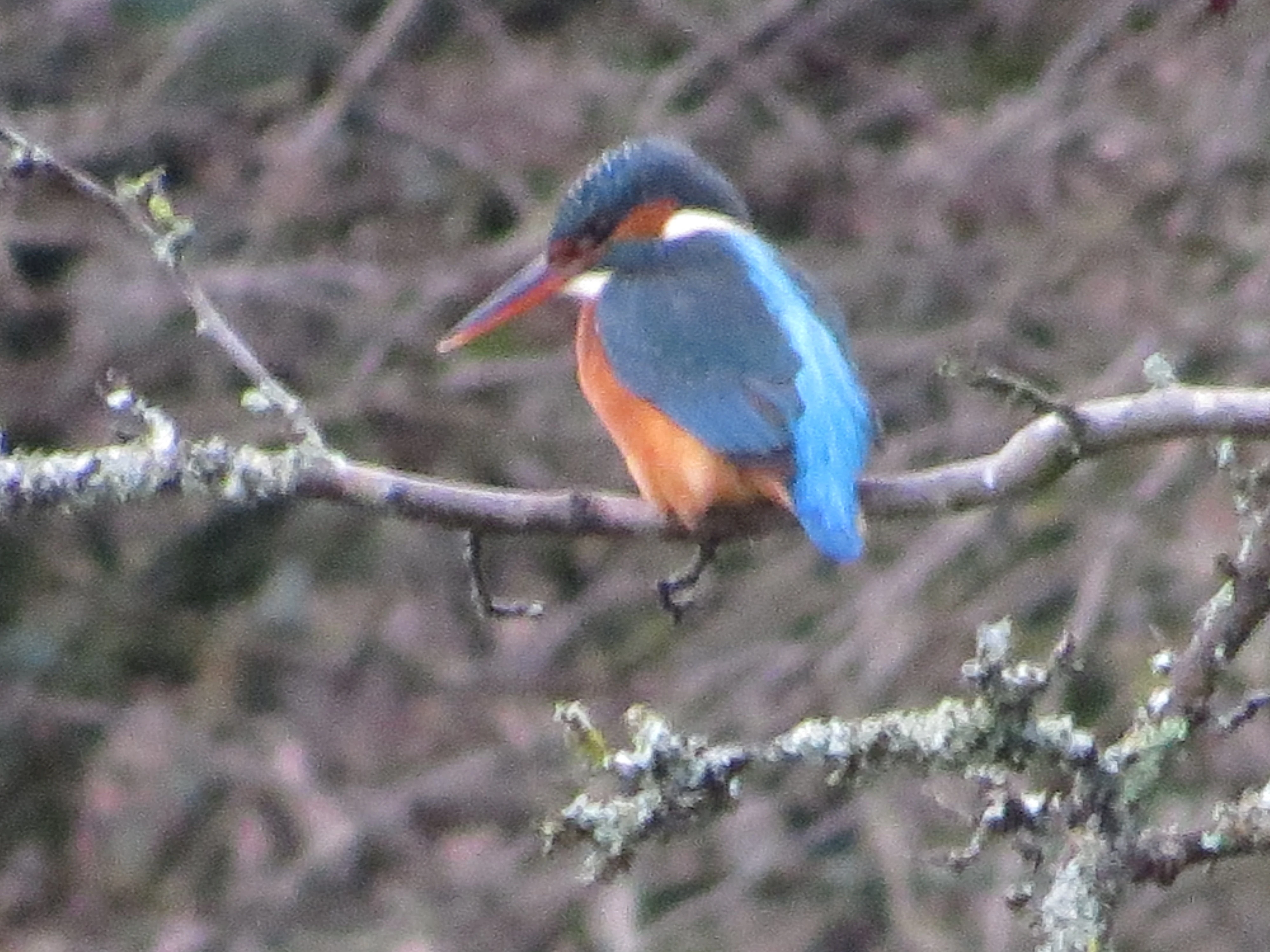 Kingfisher, Eling Great Marsh, Totton, New Forest, UK — photo by Adam Prugel-Bennett