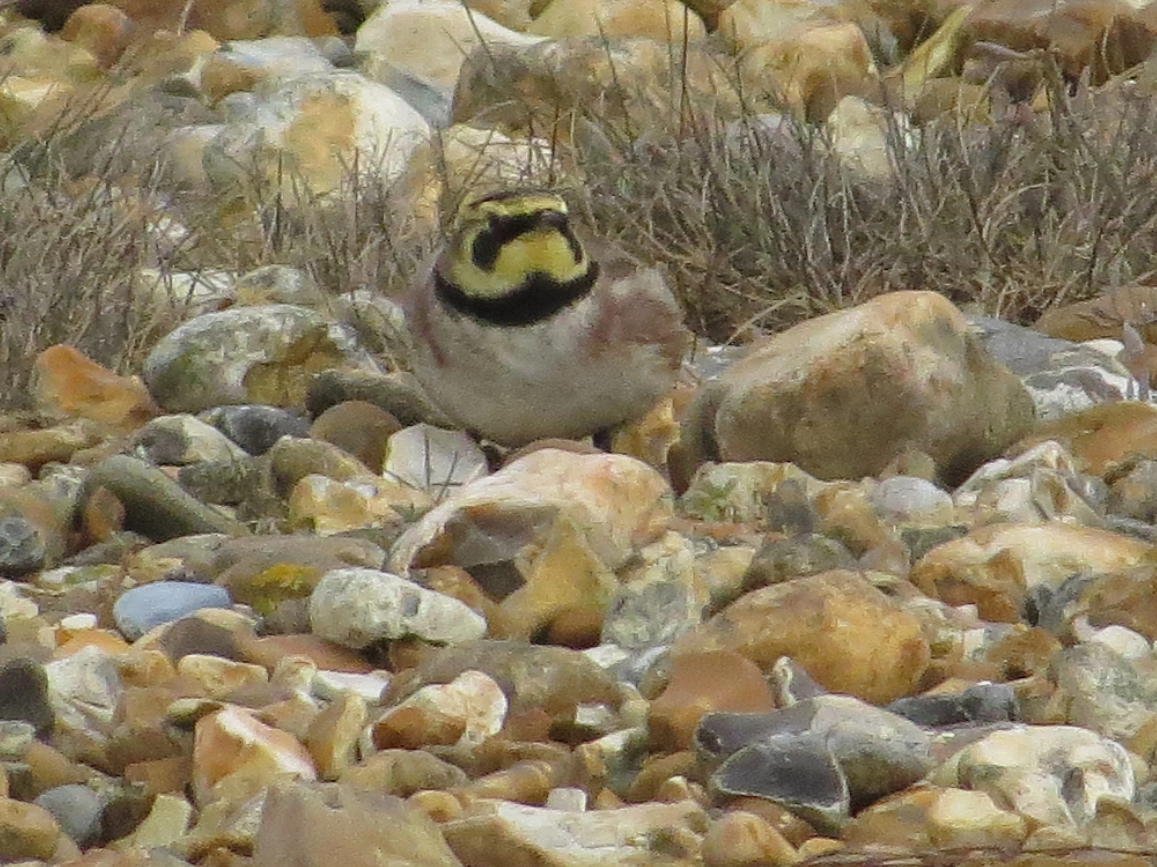 Shorelark, Hurst Castle Spit, New Milton, New Forest, UK — photo by Adam Prugel-Bennett