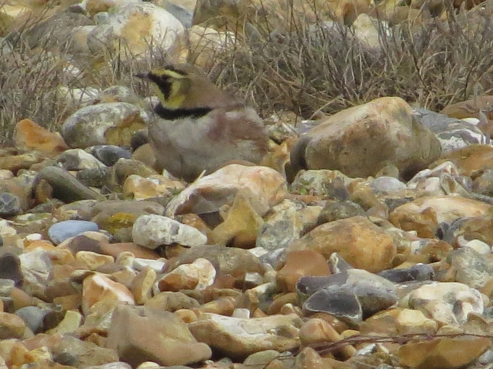 Horned Lark, Hust Castle Spit, Hampshire, UK — photo by Adam Prugel-Bennett