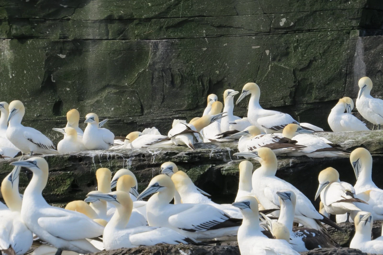 Northern Gannets, Hampshire, UK — photo by Adam Prugel-Bennett