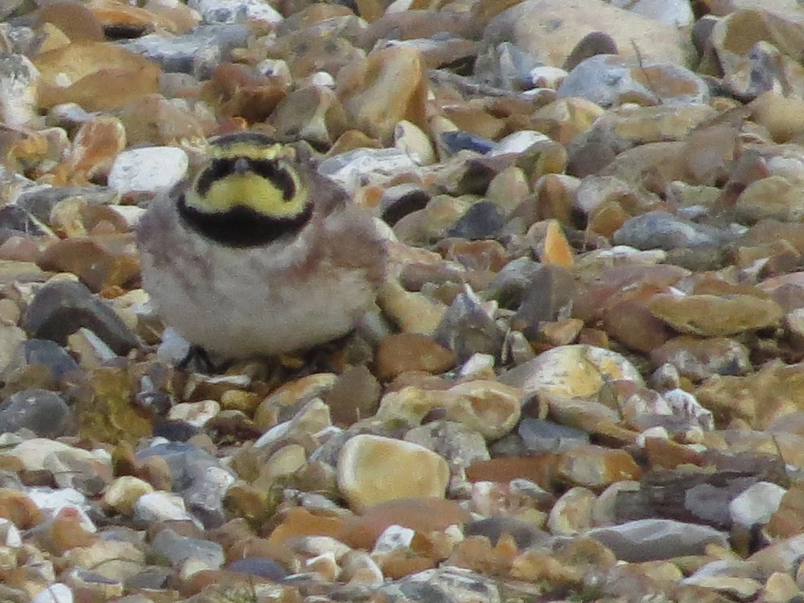 Horned Lark, Hust Castle Spit, Hampshire, UK — photo by Adam Prugel-Bennett