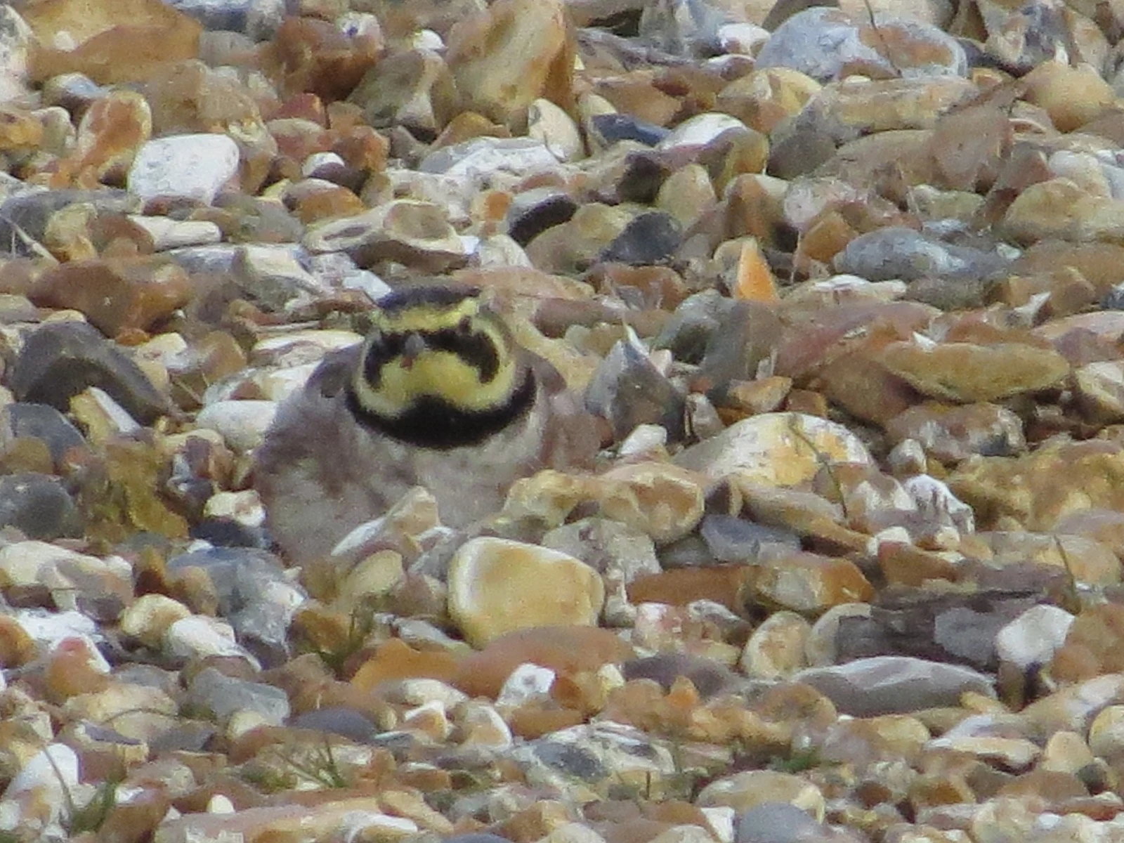 Horned Lark, Hust Castle Spit, Hampshire, UK — photo by Adam Prugel-Bennett