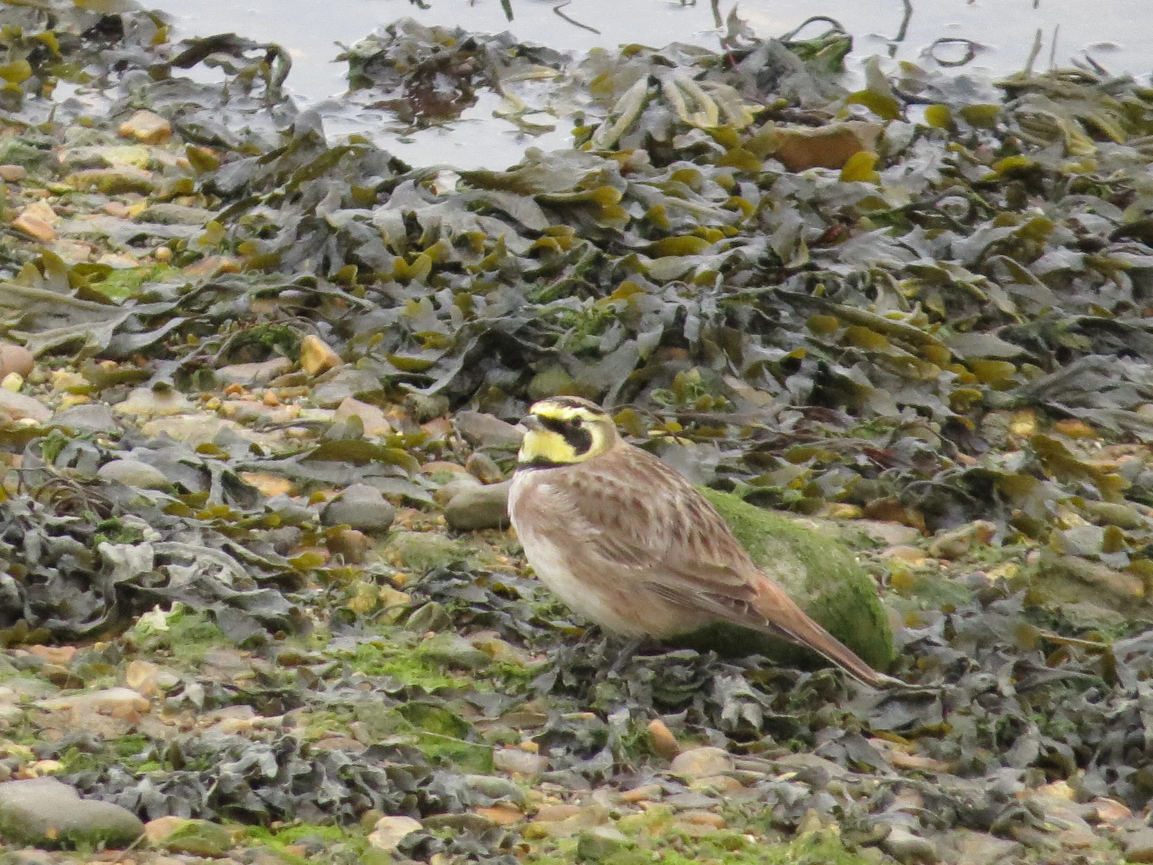 Shorelark, Hurst Castle Spit, New Milton, New Forest, UK — photo by Adam Prugel-Bennett