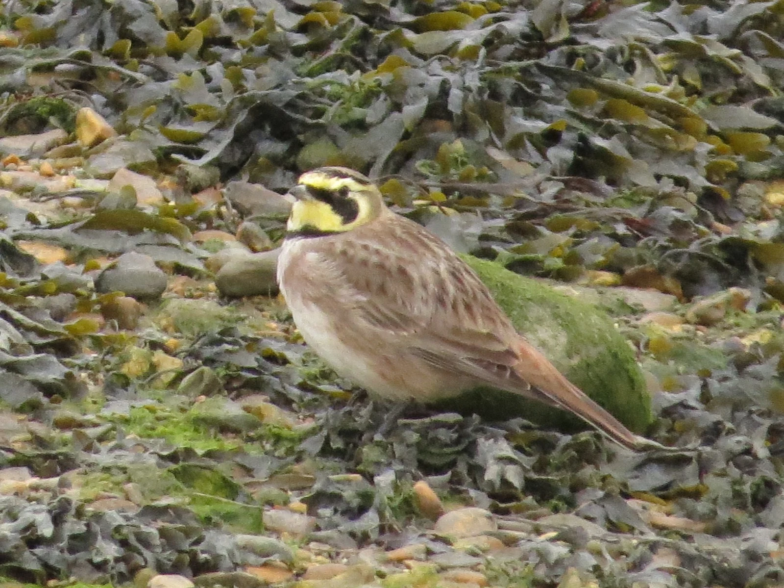 Horned Lark, Hust Castle Spit, Hampshire, UK — photo by Adam Prugel-Bennett