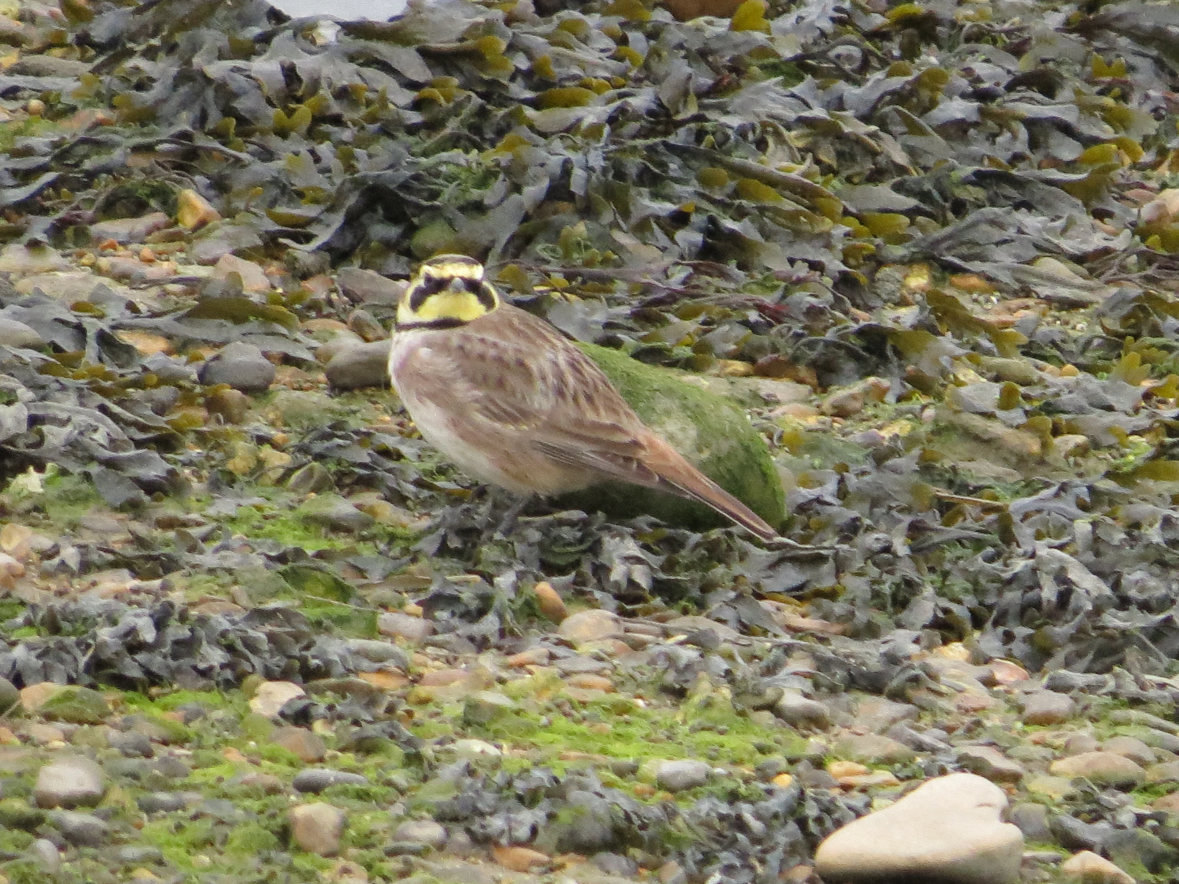 Shorelark, Hurst Castle Spit, New Milton, New Forest, UK — photo by Adam Prugel-Bennett