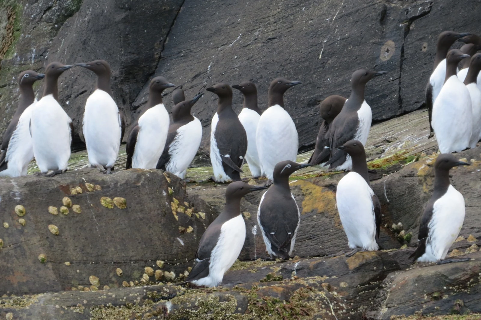 Guillemots, Hampshire, UK — photo by Adam Prugel-Bennett