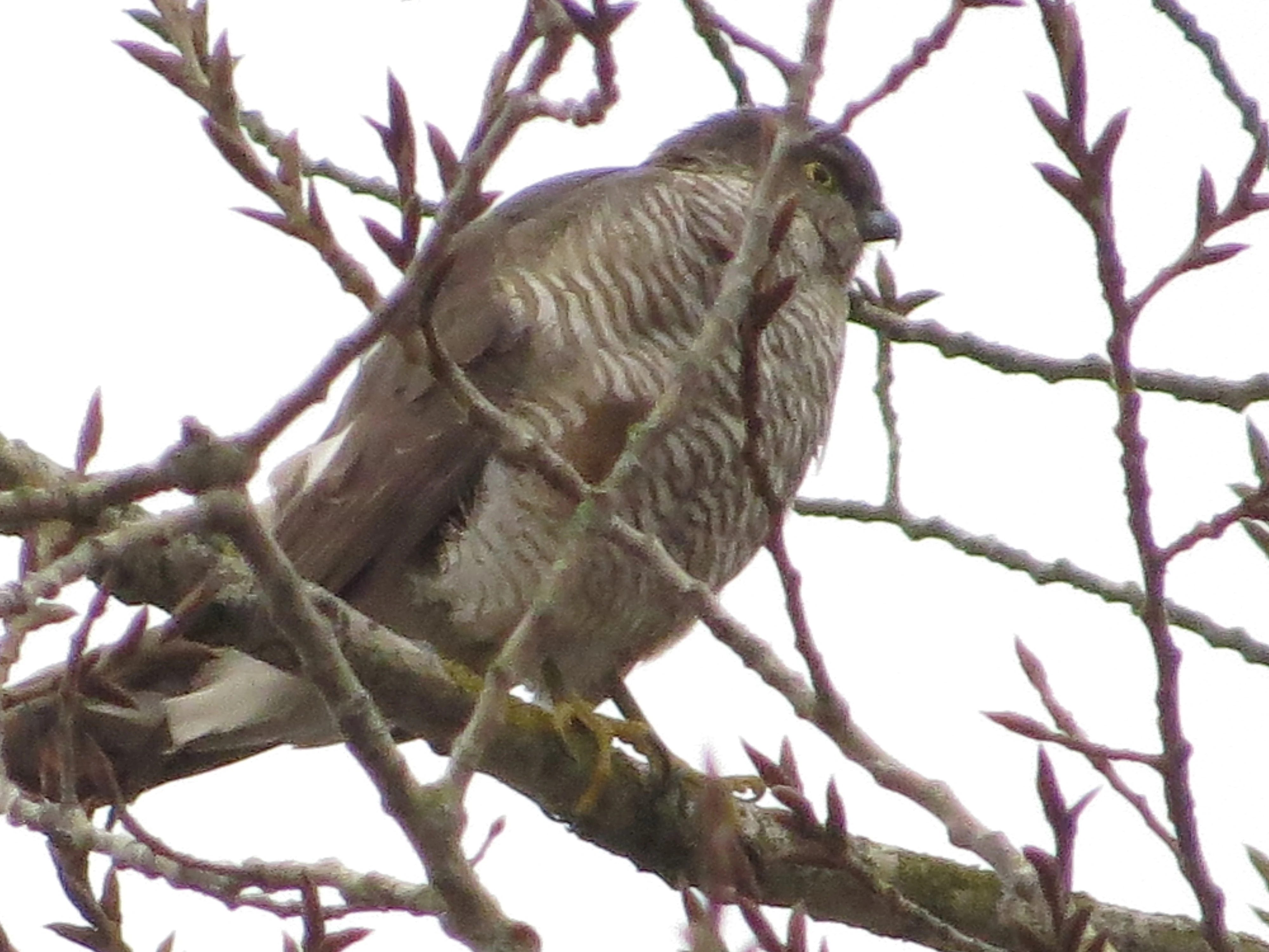 Sparrowhawk, Lower Test, Totton, New Forest, UK — photo by Adam Prugel-Bennett