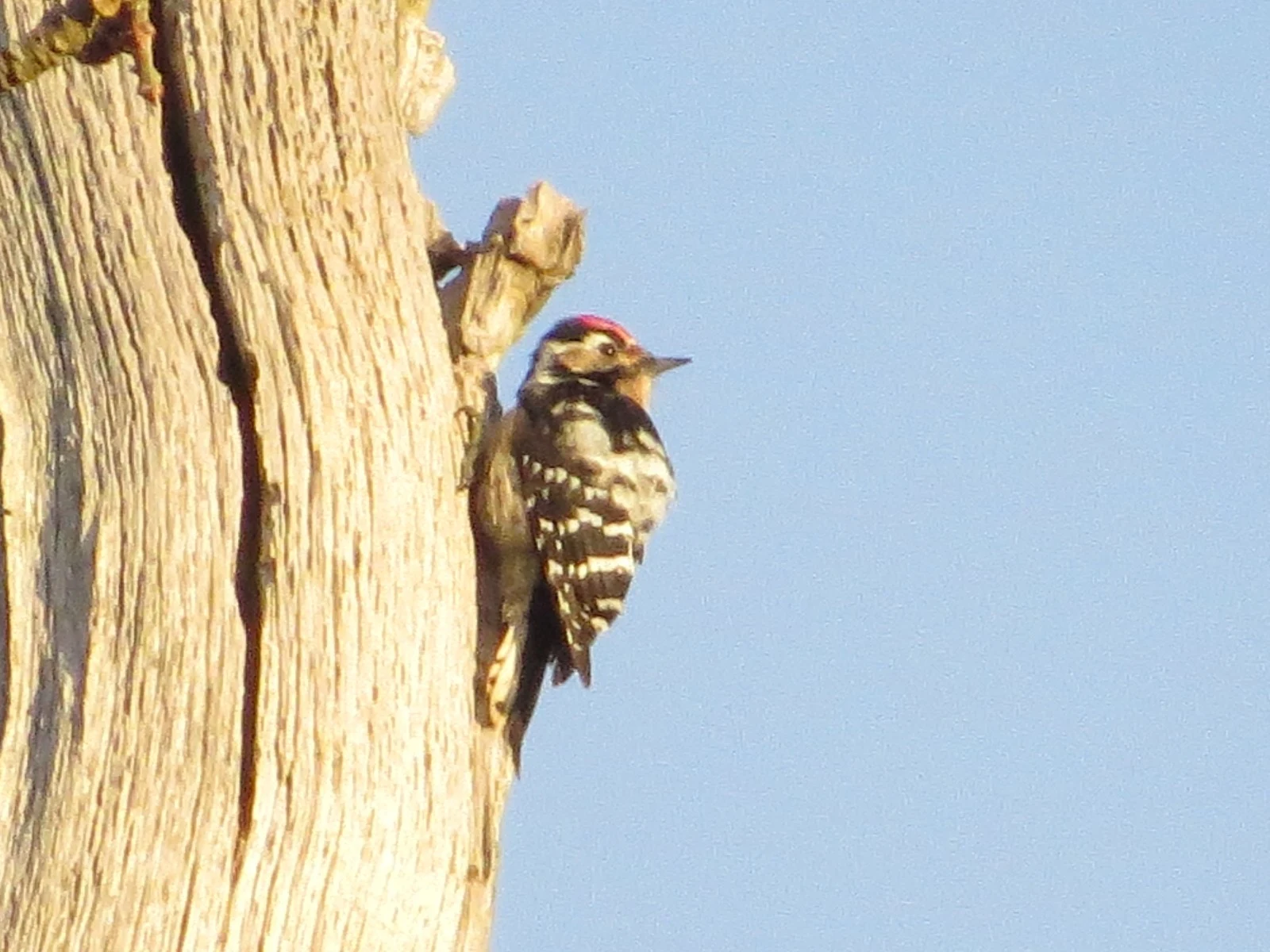 Lesser-spotted Woodpecker, Acres Down, Hampshire, UK — photo by Adam Prugel-Bennett