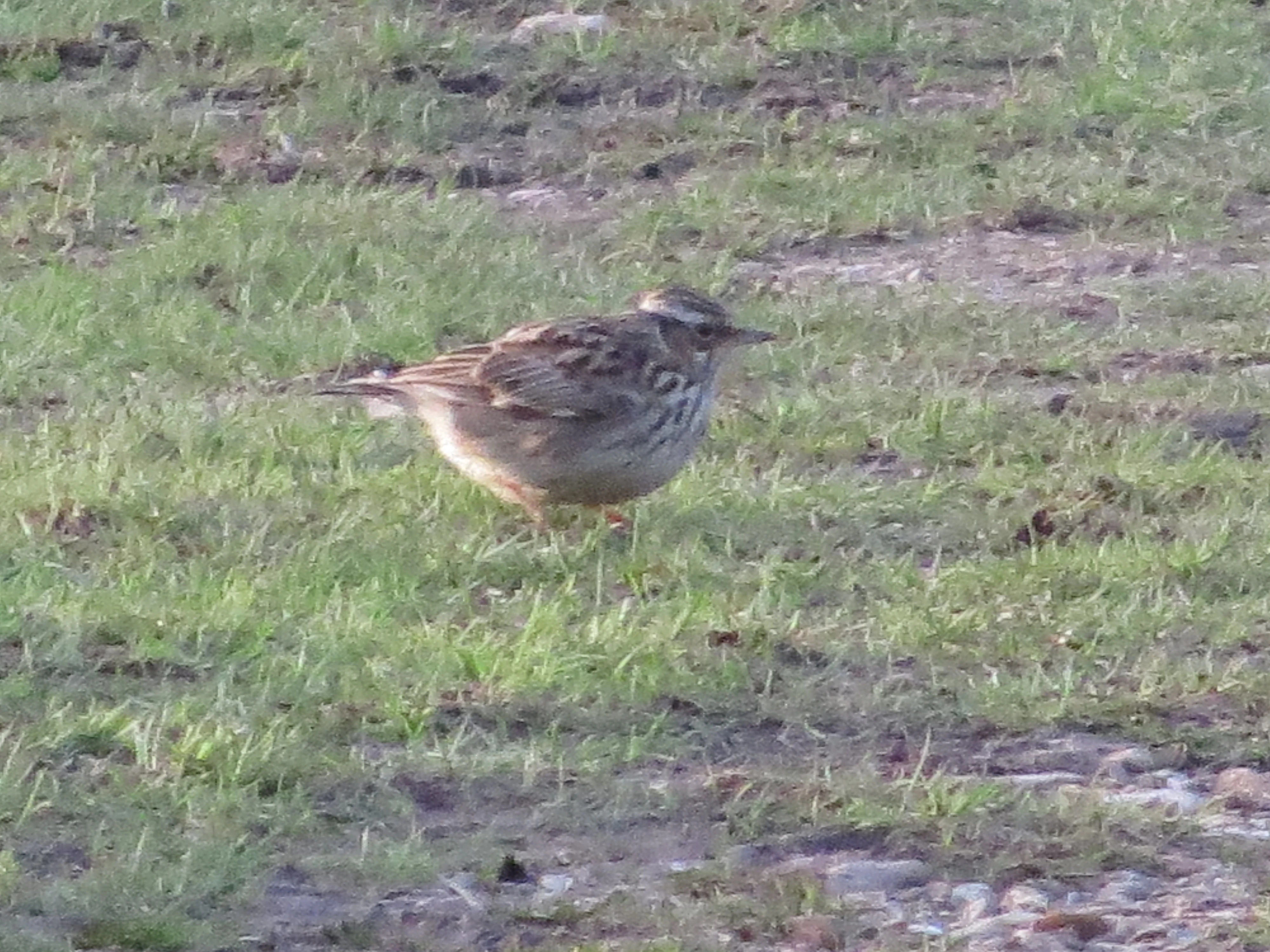 Woodlark, Beaulieu Road Station, New Forest, UK — photo by Adam Prugel-Bennett