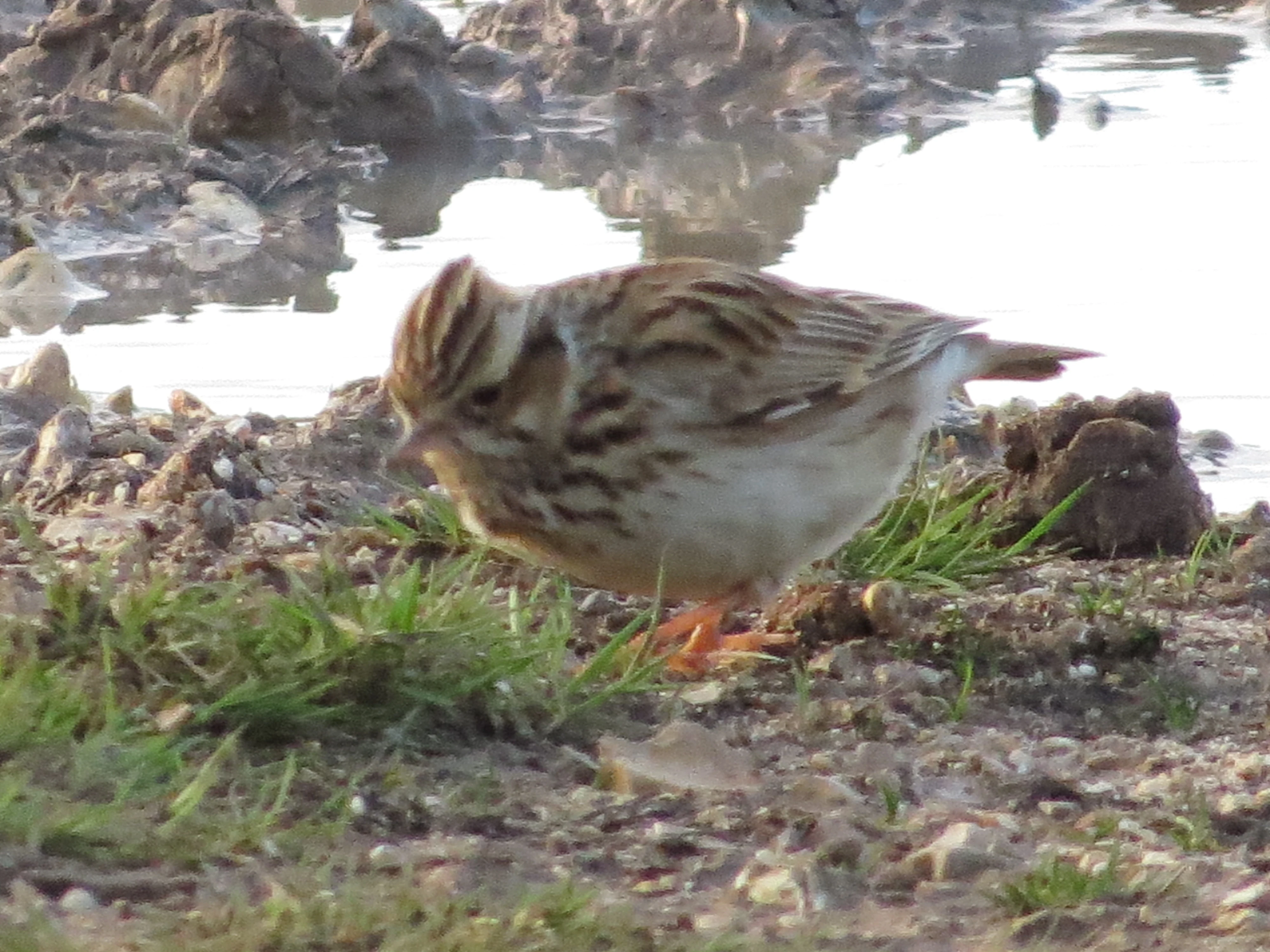Woodlark, Beaulieu Road Station, New Forest, UK — photo by Adam Prugel-Bennett