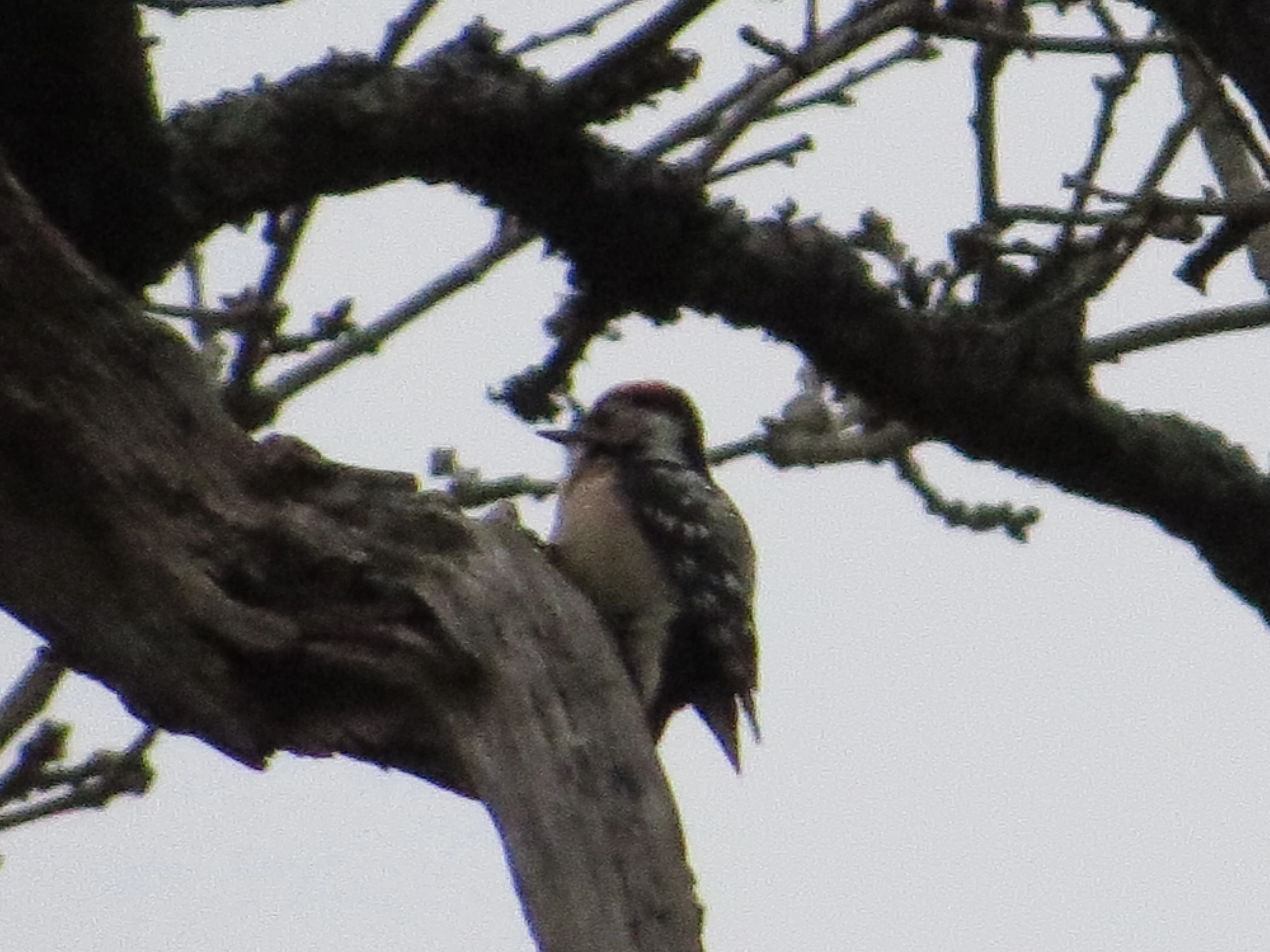 Lesser-spotted Woodpecker, Acres Down, Minstead, New Forest, UK — photo by Adam Prugel-Bennett