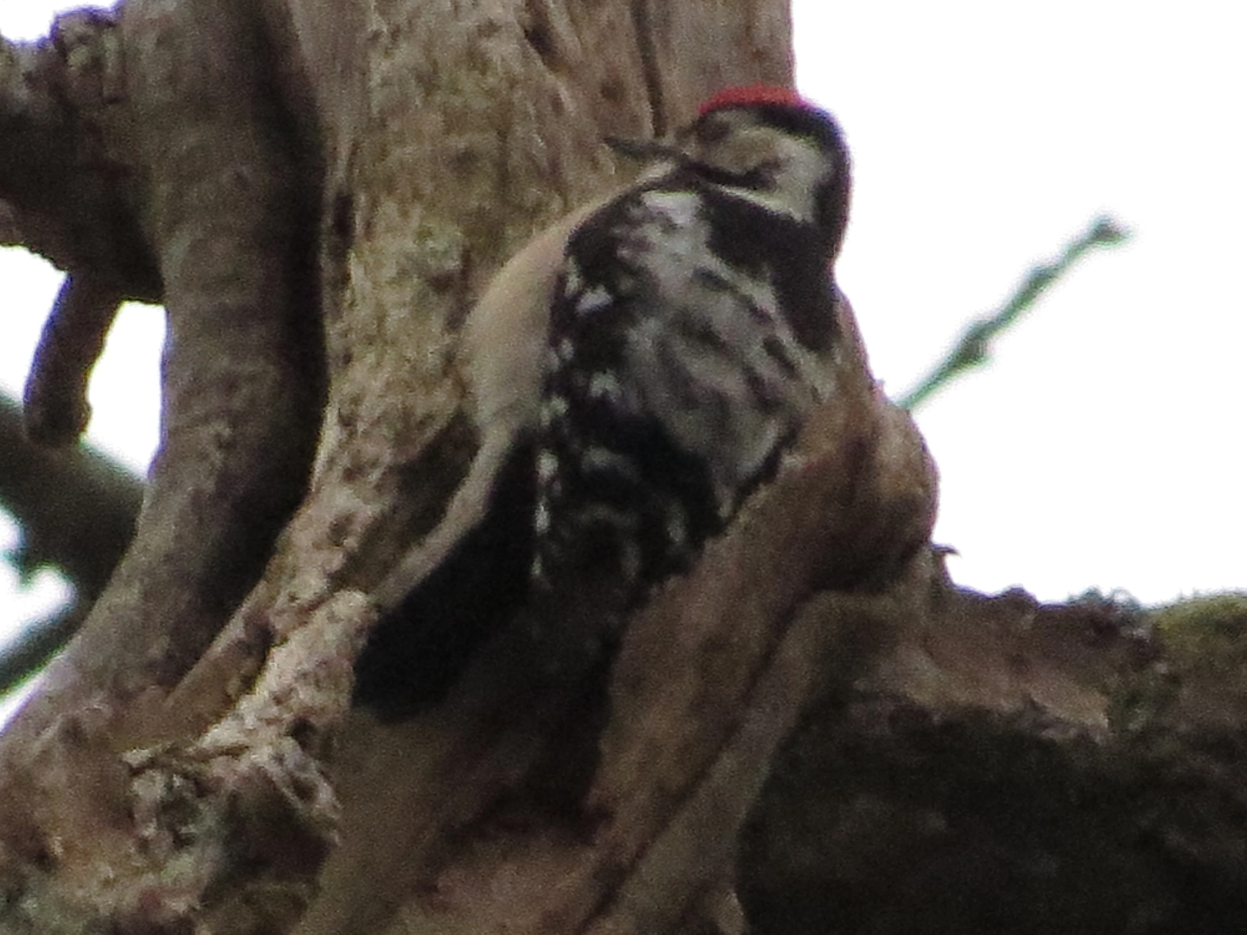 Lesser-spotted Woodpecker, Acres Down, Minstead, New Forest, UK — photo by Adam Prugel-Bennett