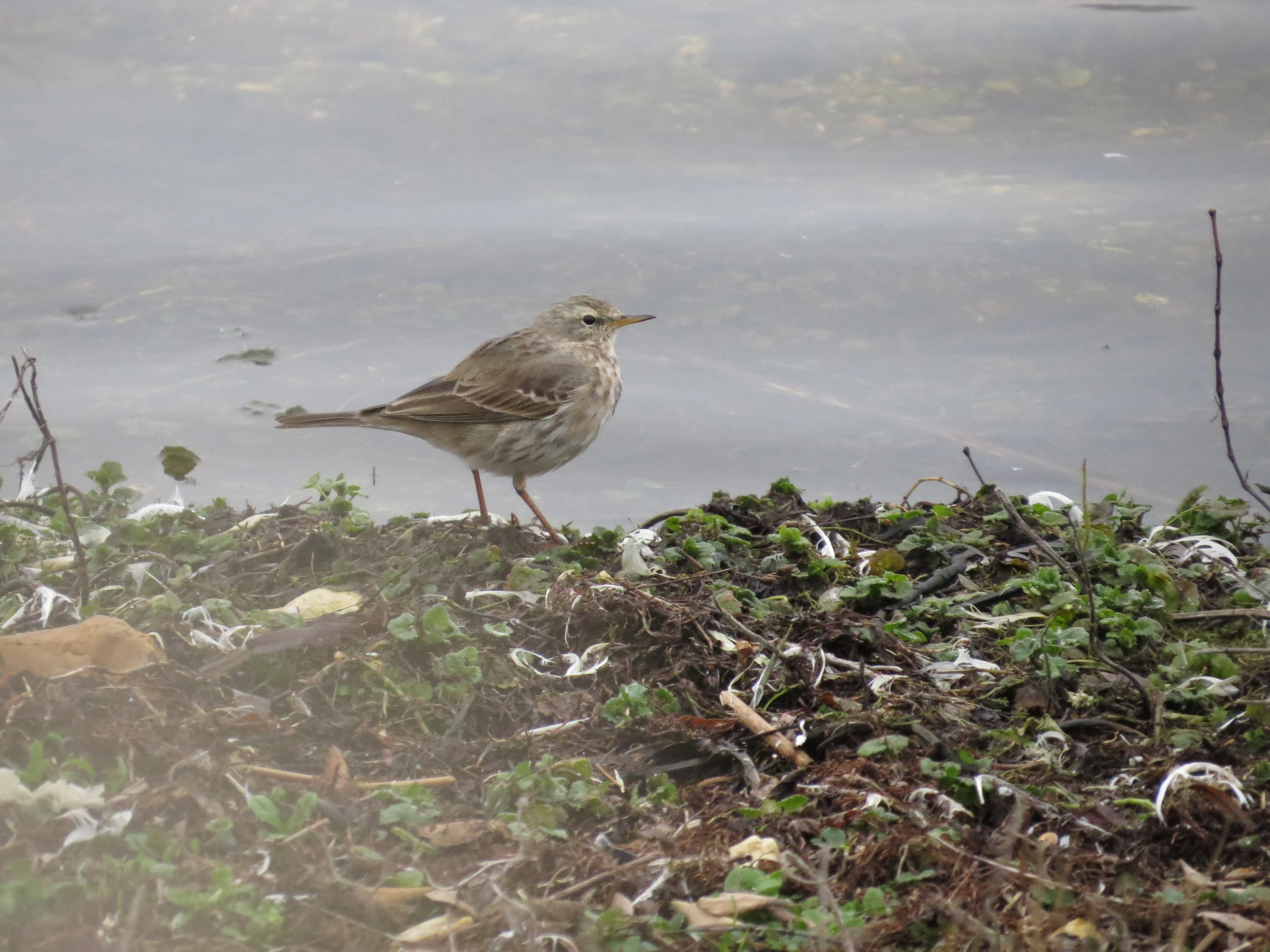 Water Pipit, Blashford Lakes, Ringwood, Hampshire, UK — photo by Adam Prugel-Bennett