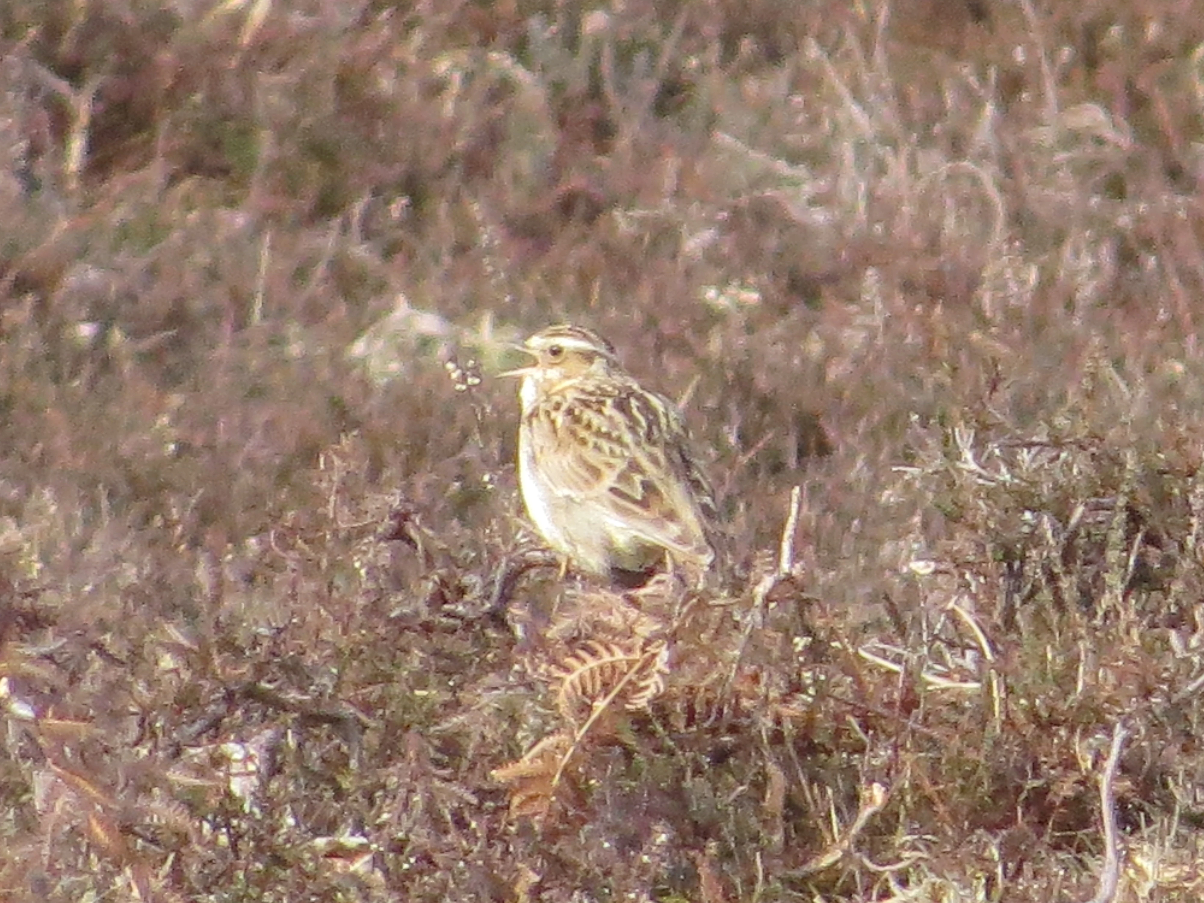 Woodlark, New Forest, UK — photo by Adam Prugel-Bennett