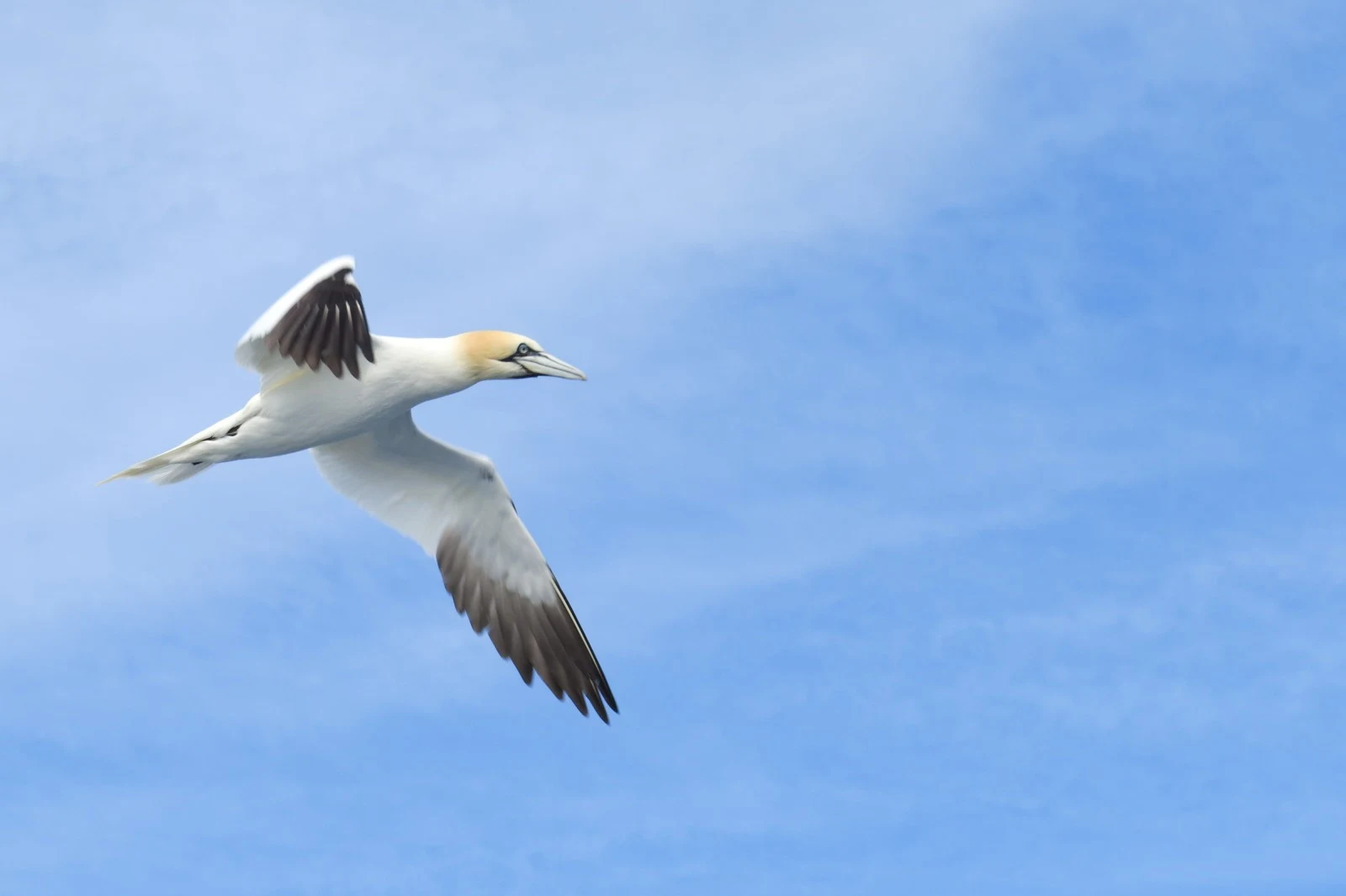 Northern Gannet, Shetland Islands, UK — photo by Adam Prugel-Bennett