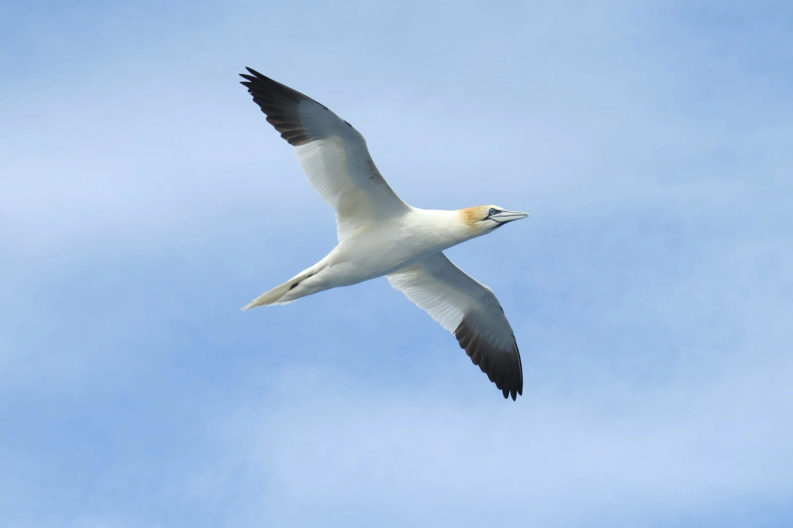 Northern Gannet, Shetland Islands, UK — photo by Adam Prugel-Bennett