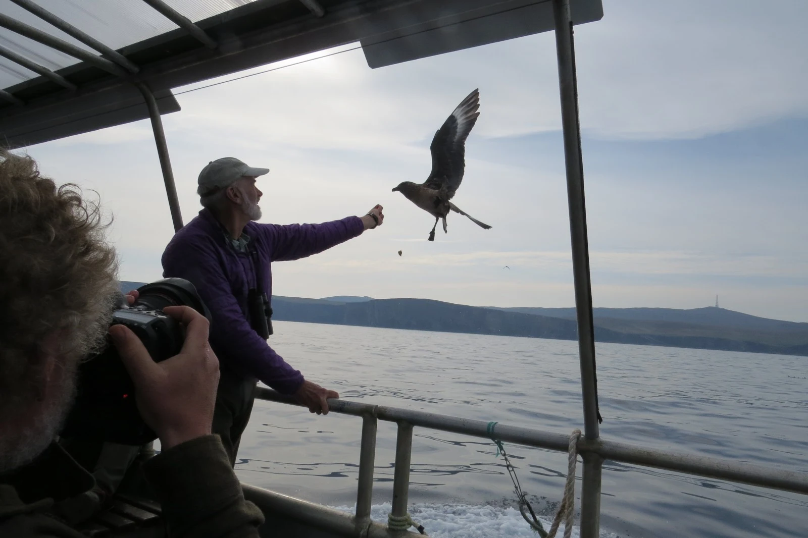Feeding a Great skua, Shetland Islands, UK — photo by Adam Prugel-Bennett