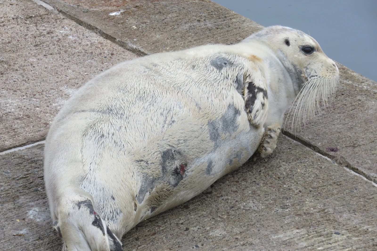 Bearded Seal, Shetland Islands, UK — photo by Adam Prugel-Bennett