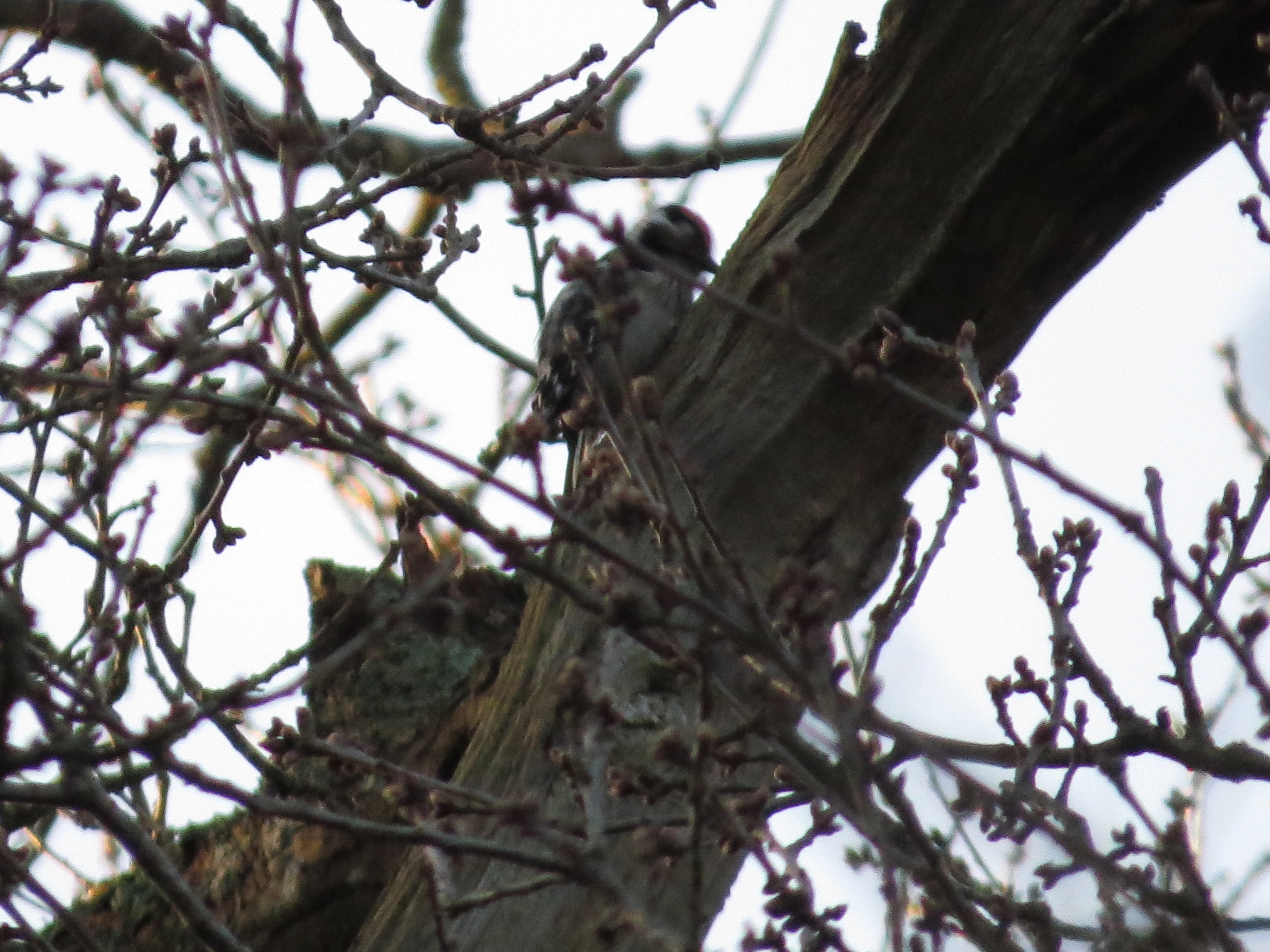 Lesser-spotted Woodpecker, Acres Down, Minstead, New Forest, UK — photo by Adam Prugel-Bennett