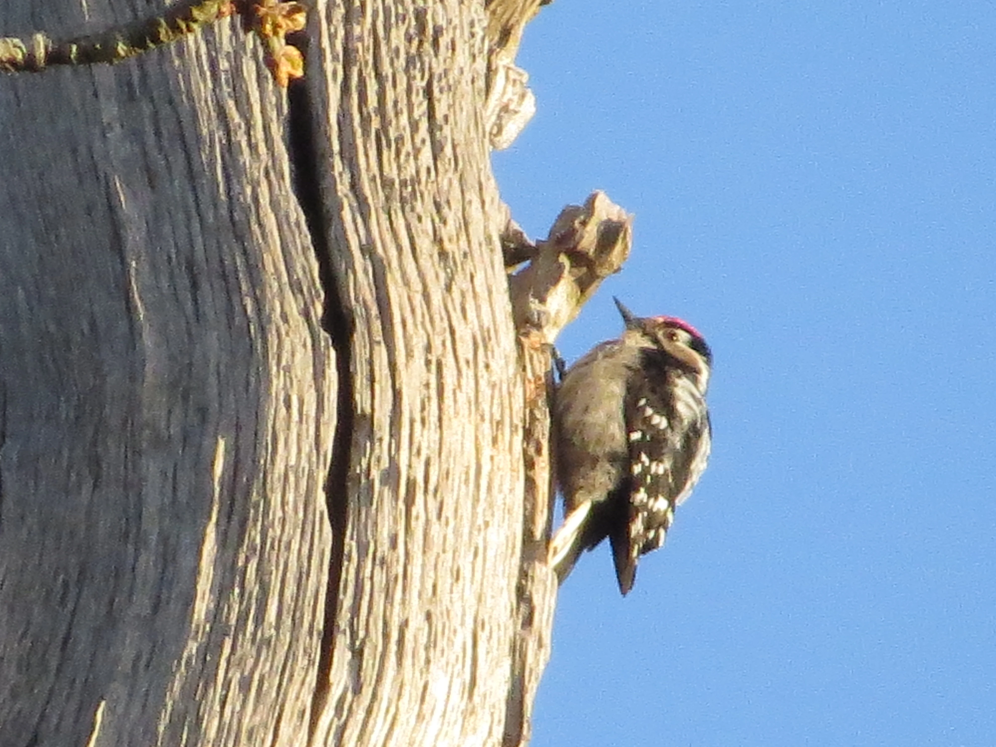 Lesser-spotted Woodpecker, Acres Down, Minstead, New Forest, UK — photo by Adam Prugel-Bennett