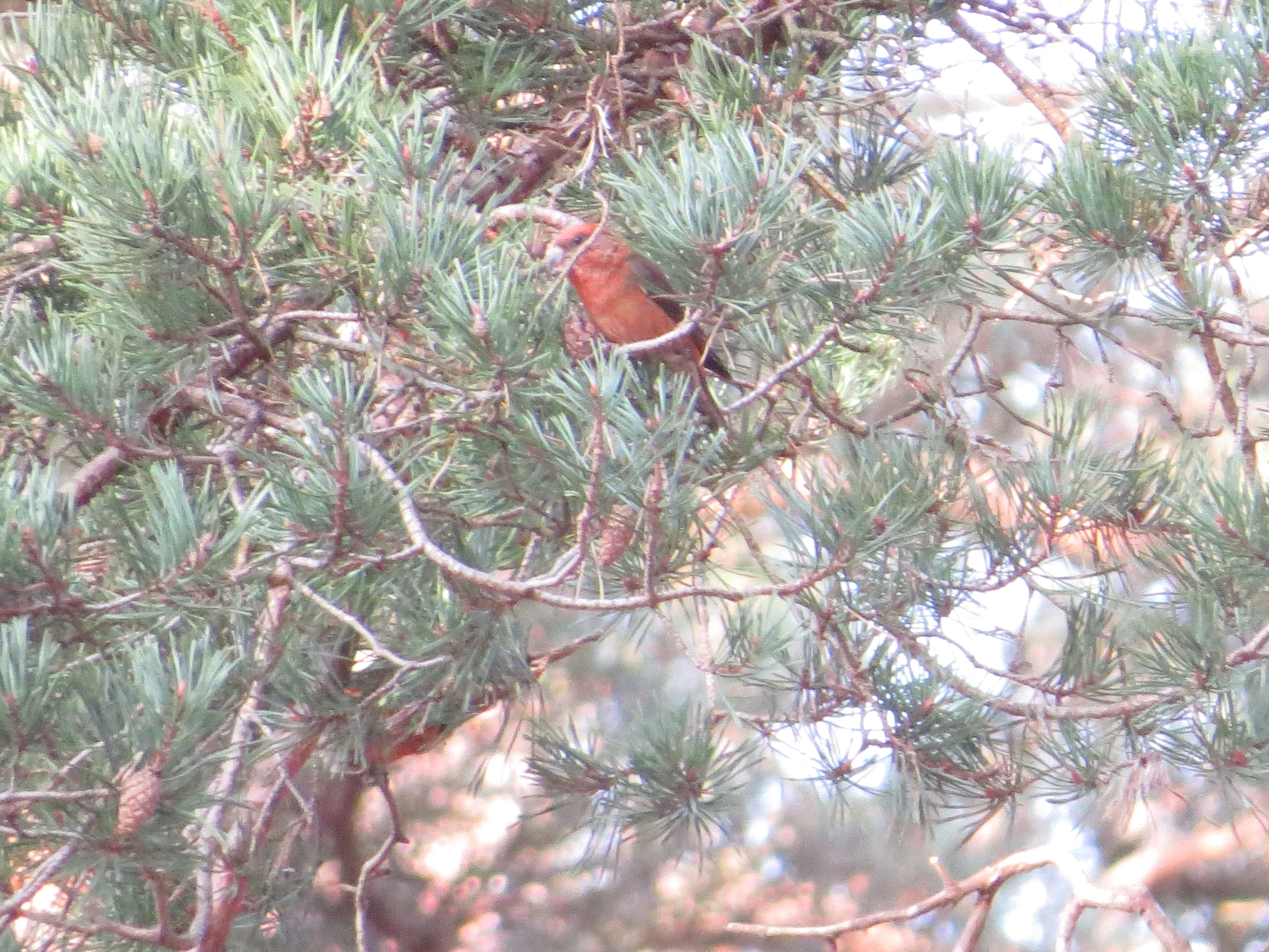 Red Crossbil, Acres Down, Minstead, New Forest, UK — photo by Adam Prugel-Bennett