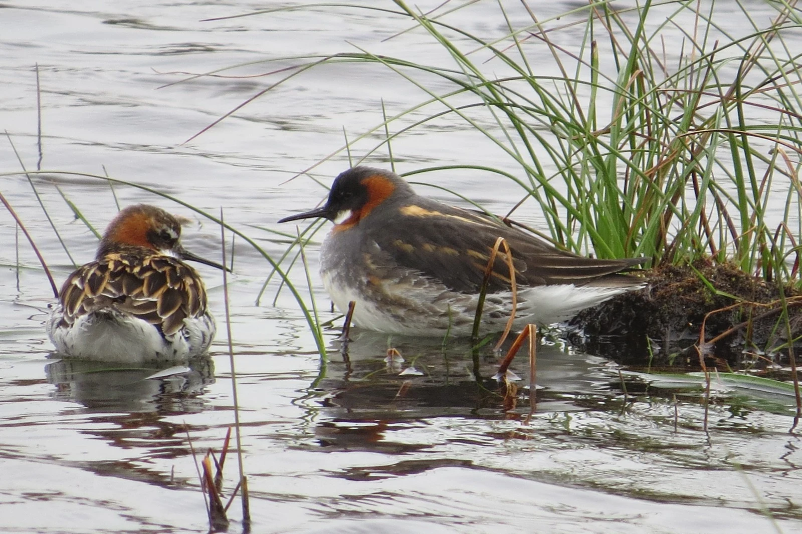 Red-necked Phalaropes, Shetland Islands, UK — photo by Adam Prugel-Bennett
