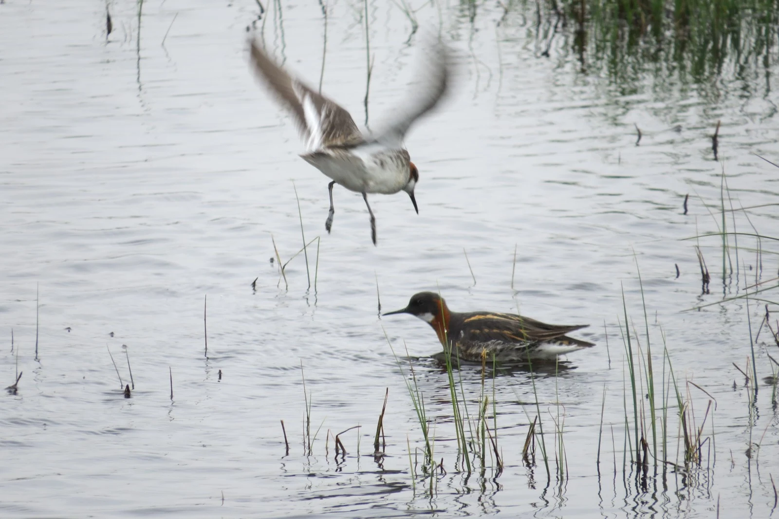 Red-necked Phalarope, Shetland Islands, UK — photo by Adam Prugel-Bennett