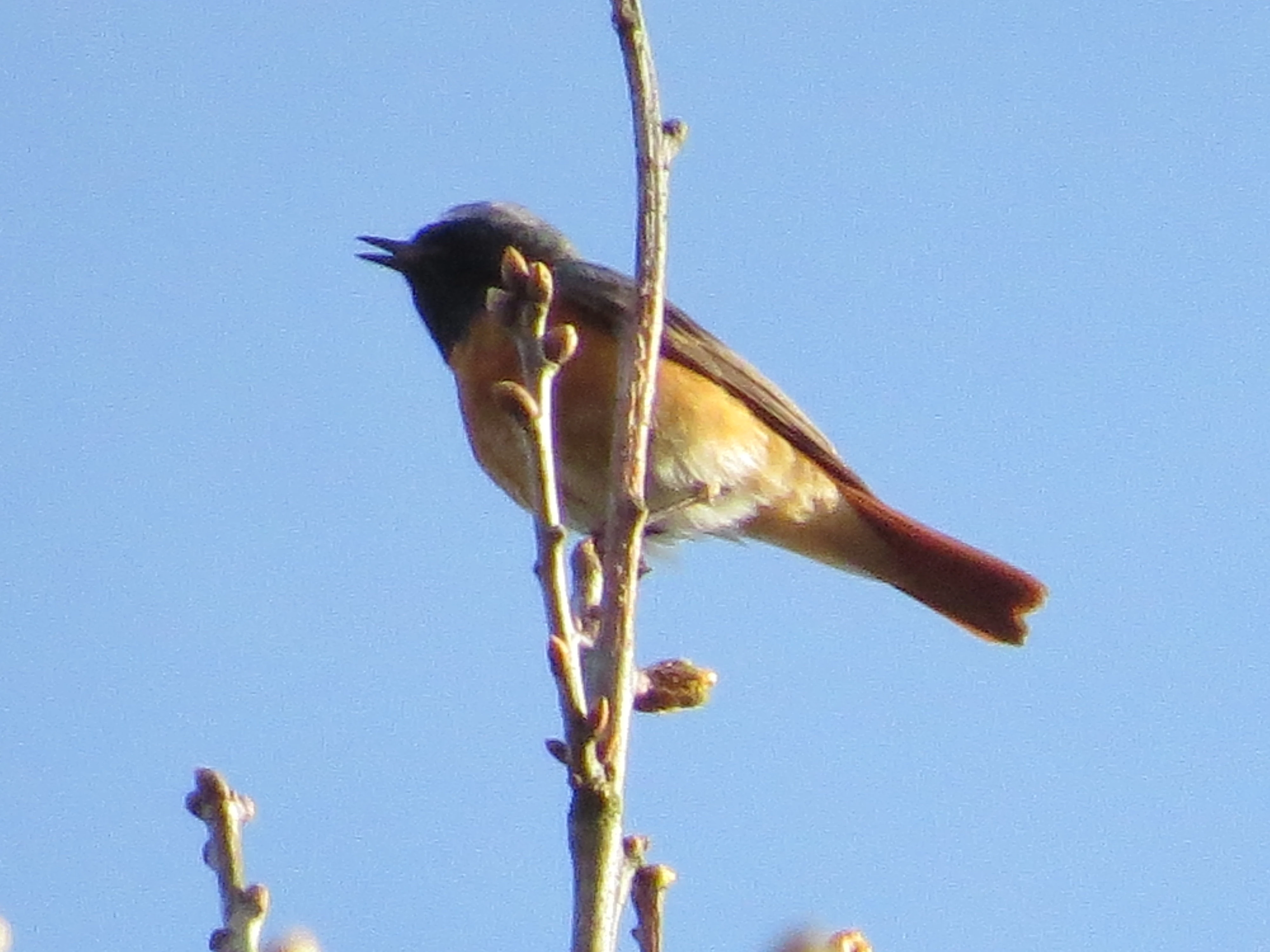 Common Redstart, Acres Down, Minstead, New Forest, UK — photo by Adam Prugel-Bennett