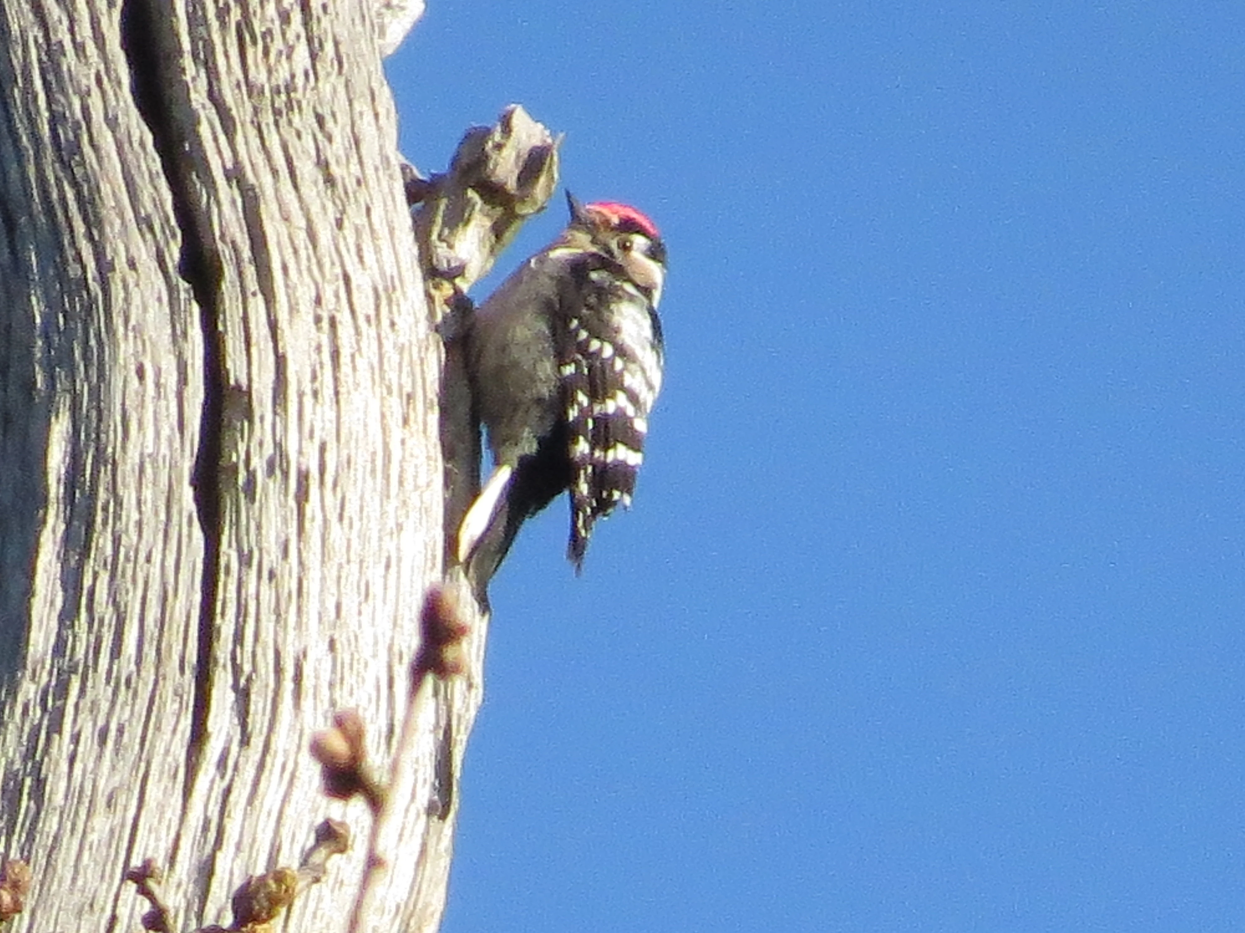 Lesser-spotted Woodpecker, Acres Down, Minstead, New Forest, UK — photo by Adam Prugel-Bennett
