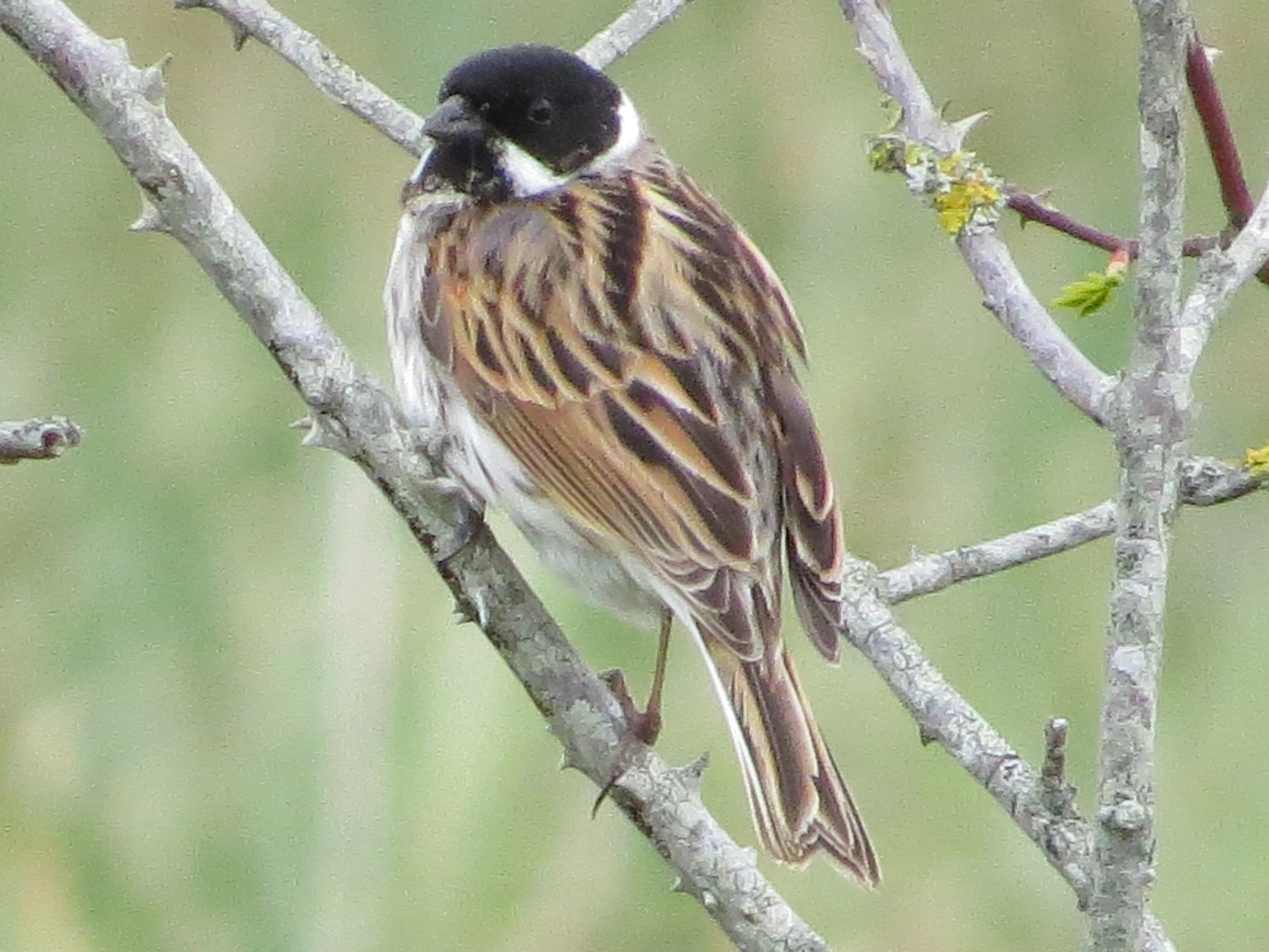 Reed Bunting, Acres Down, Minstead, New Forest, UK — photo by Adam Prugel-Bennett
