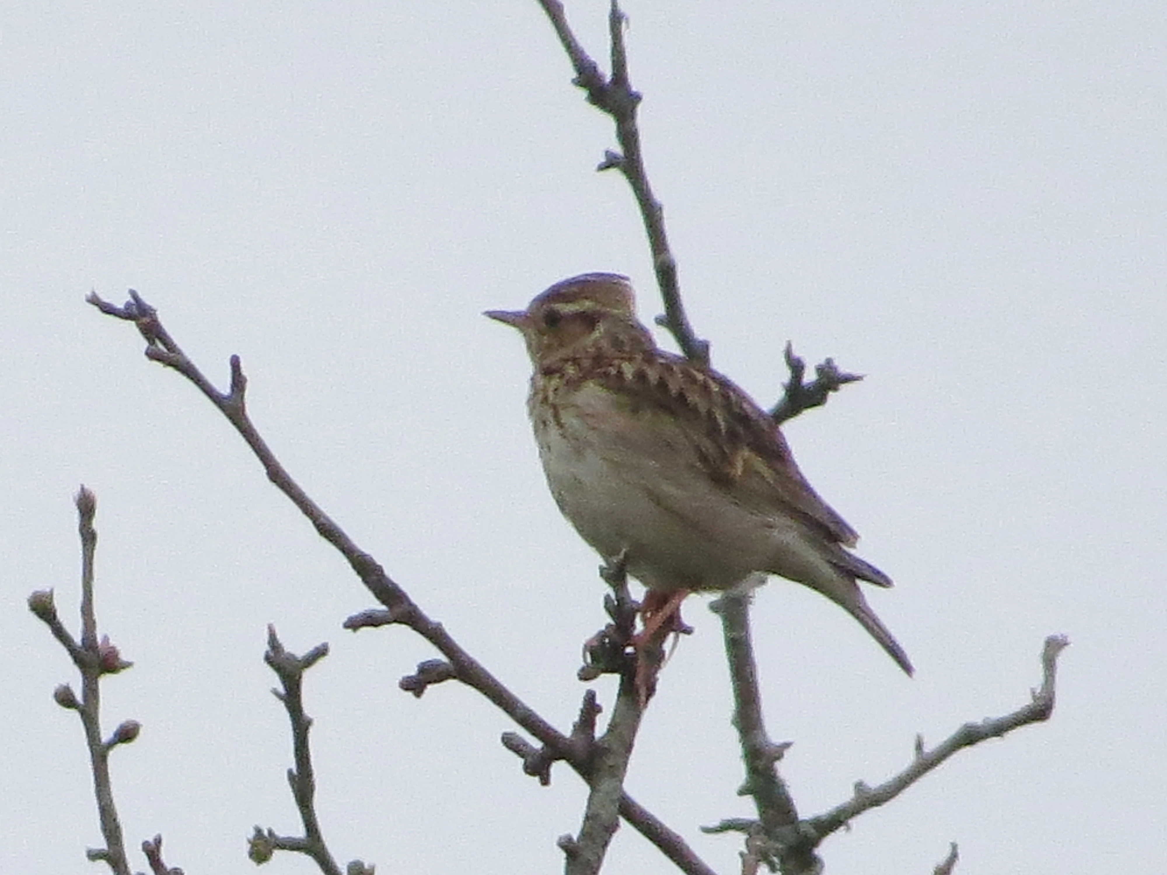 Woodlark, Acres Down, Minstead, New Forest, UK — photo by Adam Prugel-Bennett