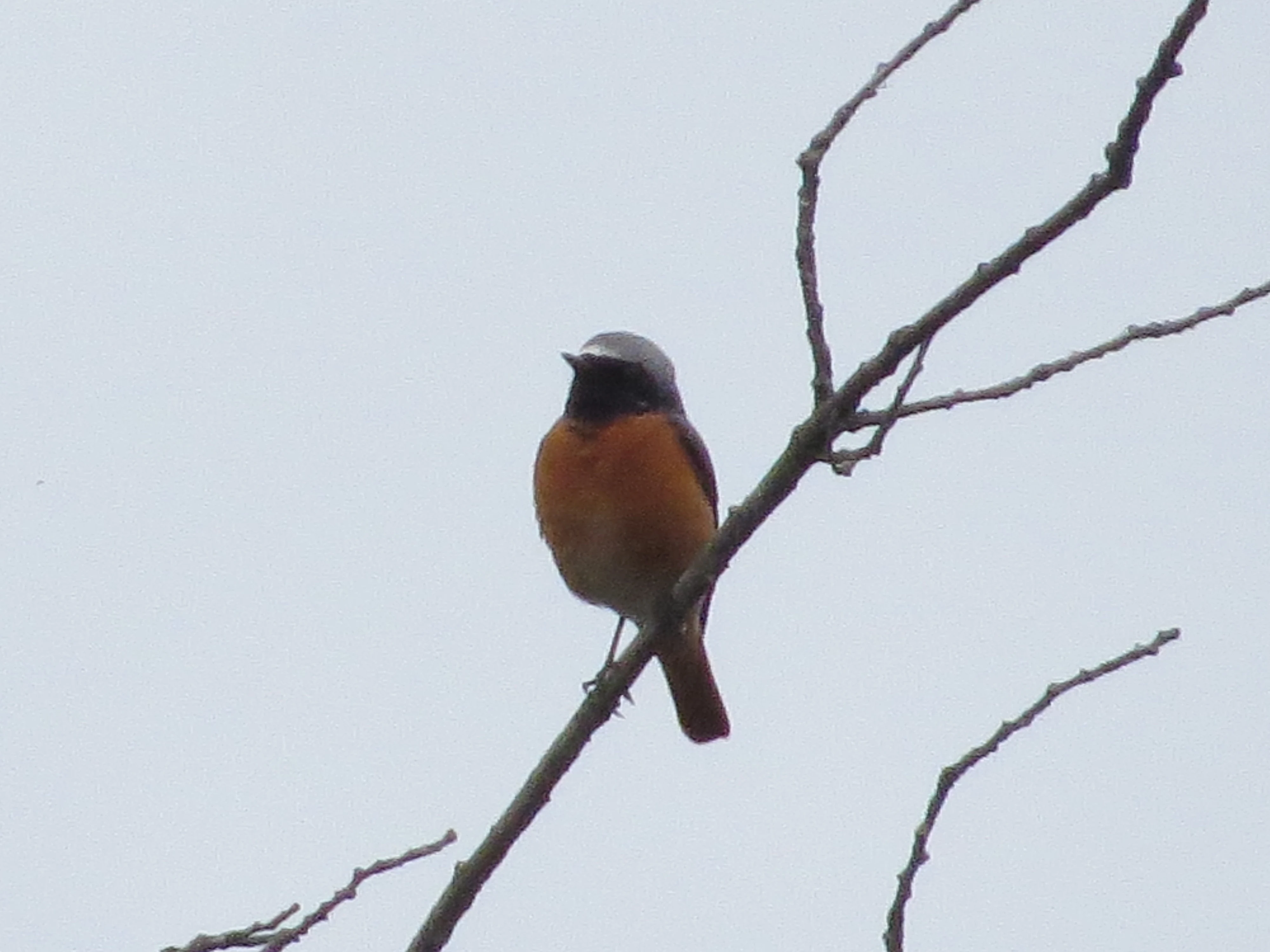 Common Redstart, Acres Down, Minstead, New Forest, UK — photo by Adam Prugel-Bennett