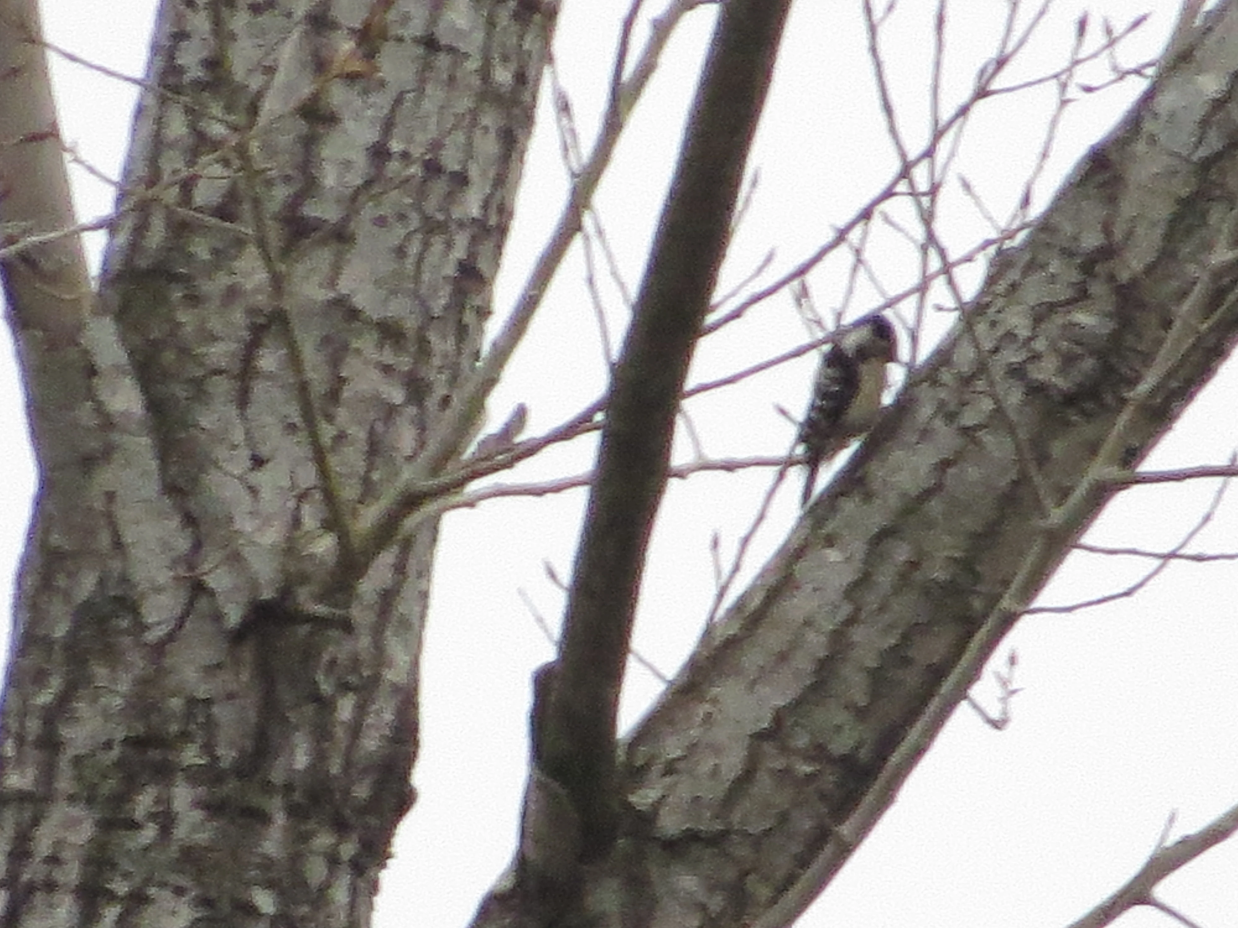 Lesser-spotted Woodpecker, Acres Down, Minstead, New Forest, UK — photo by Adam Prugel-Bennett