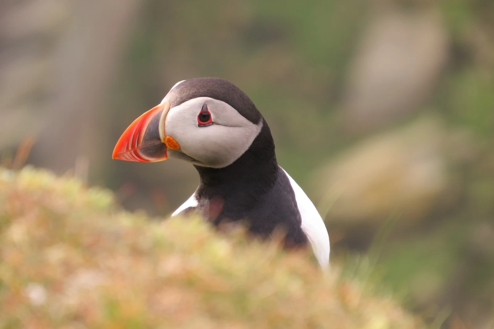 Atlantic Puffin, Shetland Islands, UK — photo by Adam Prugel-Bennett